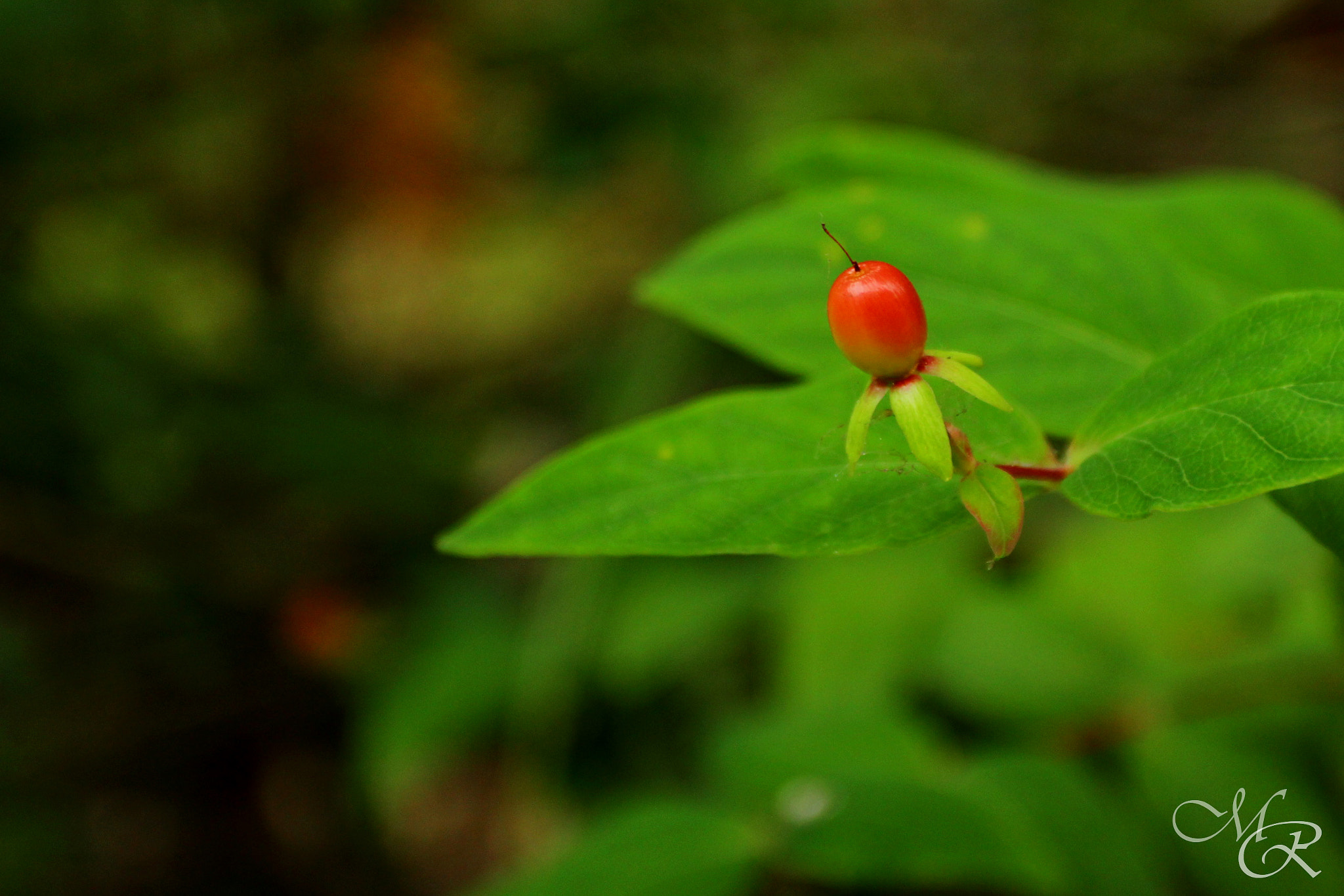 Canon EOS 700D (EOS Rebel T5i / EOS Kiss X7i) + Canon EF 17-40mm F4L USM sample photo. Alone in the woods photography