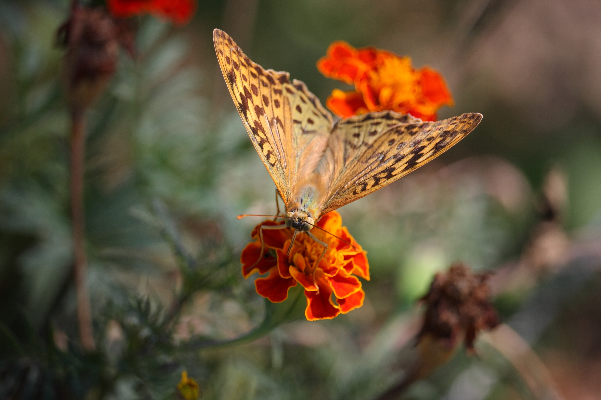 Canon EF-S 55-250mm F4-5.6 IS STM sample photo. Fritillary (1) photography
