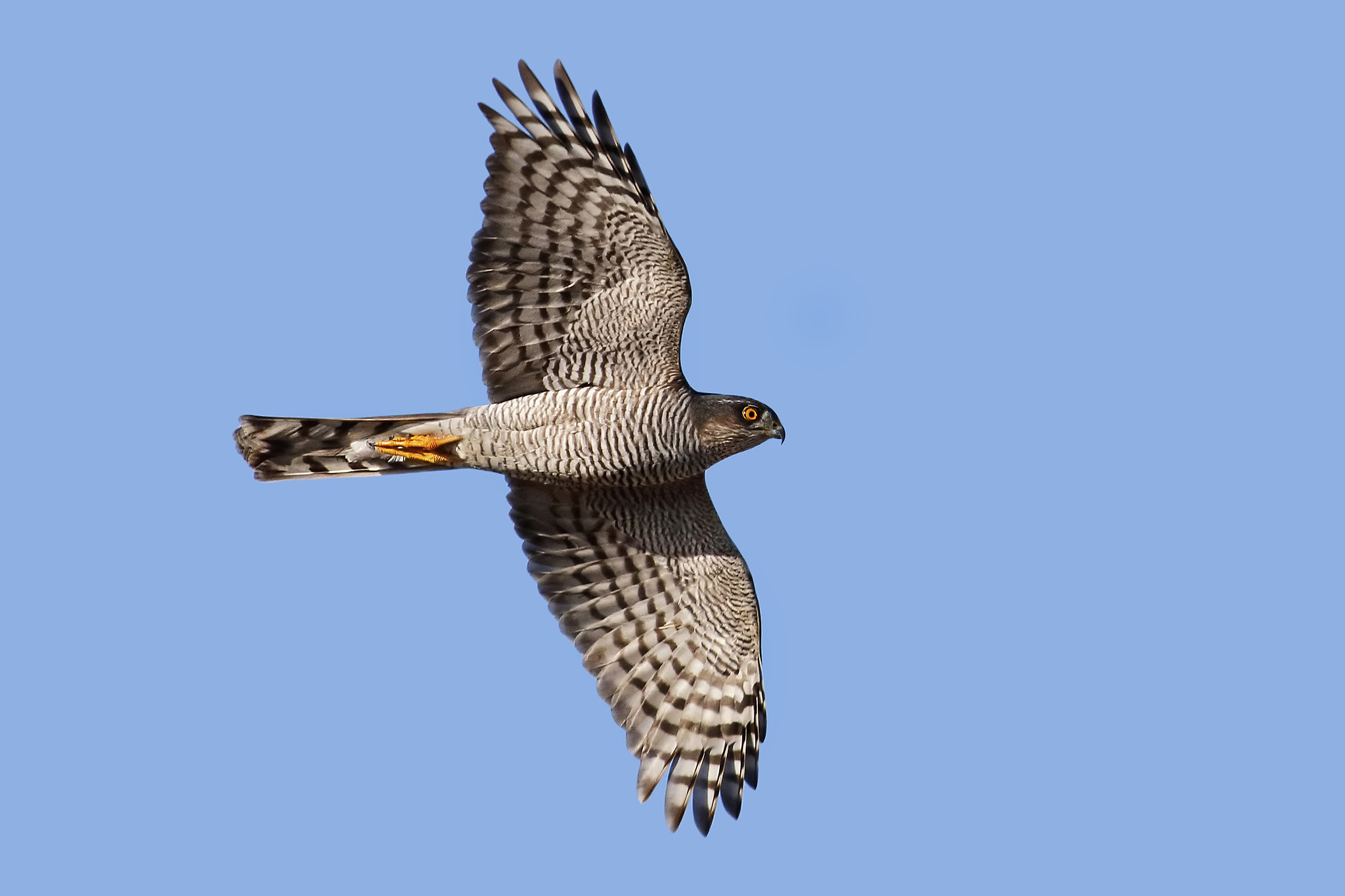 Canon EF 500mm f/4.5L sample photo. Sparrowhawk photography