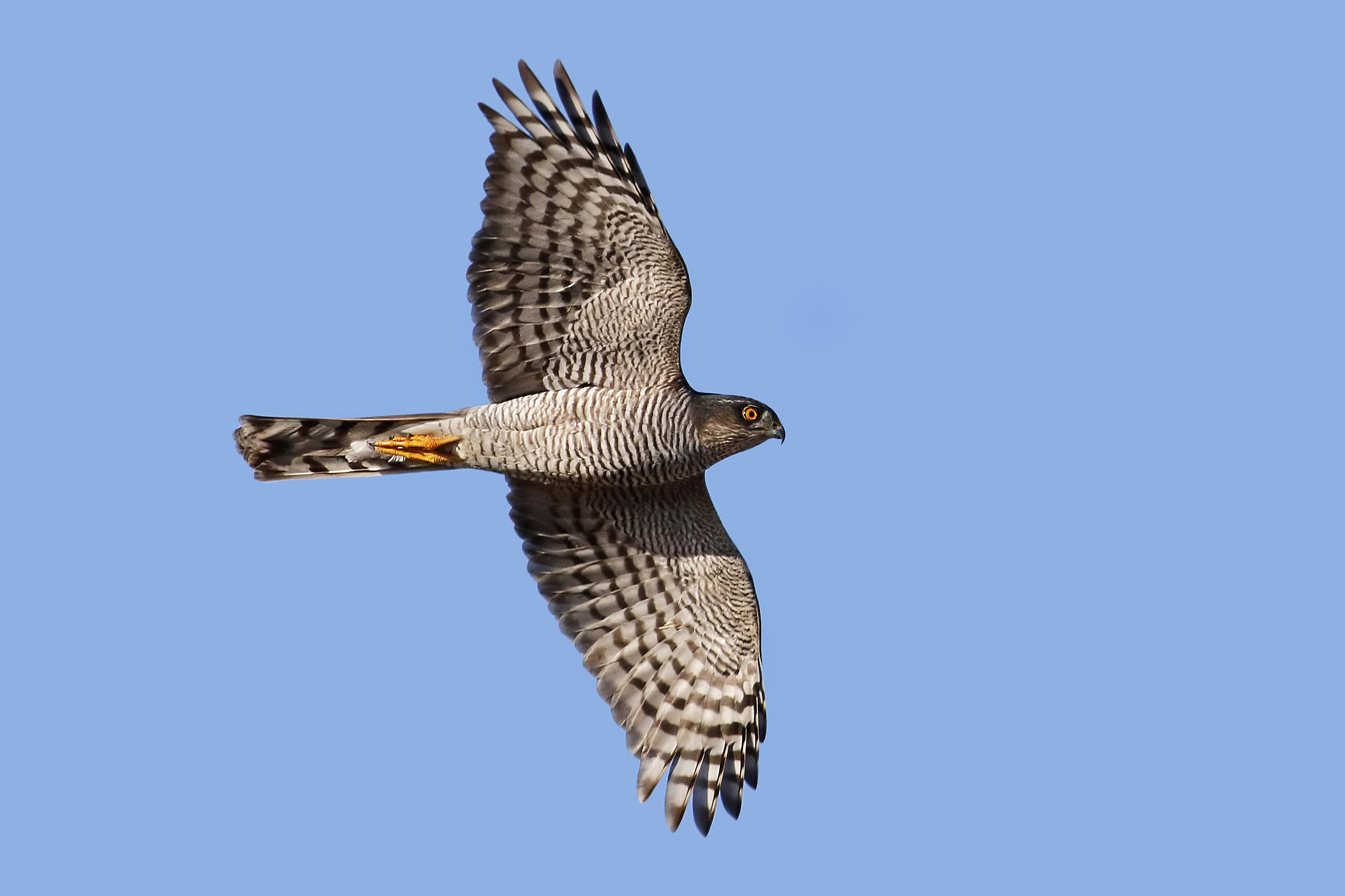 Canon EOS 7D Mark II + Canon EF 500mm f/4.5L sample photo. Sparrowhawk photography