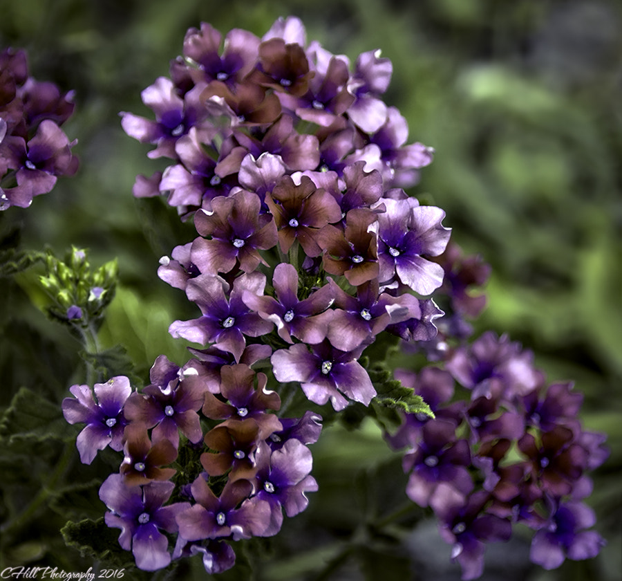 Sigma 18-250mm F3.5-6.3 DC OS HSM sample photo. Flowers from my garden photography