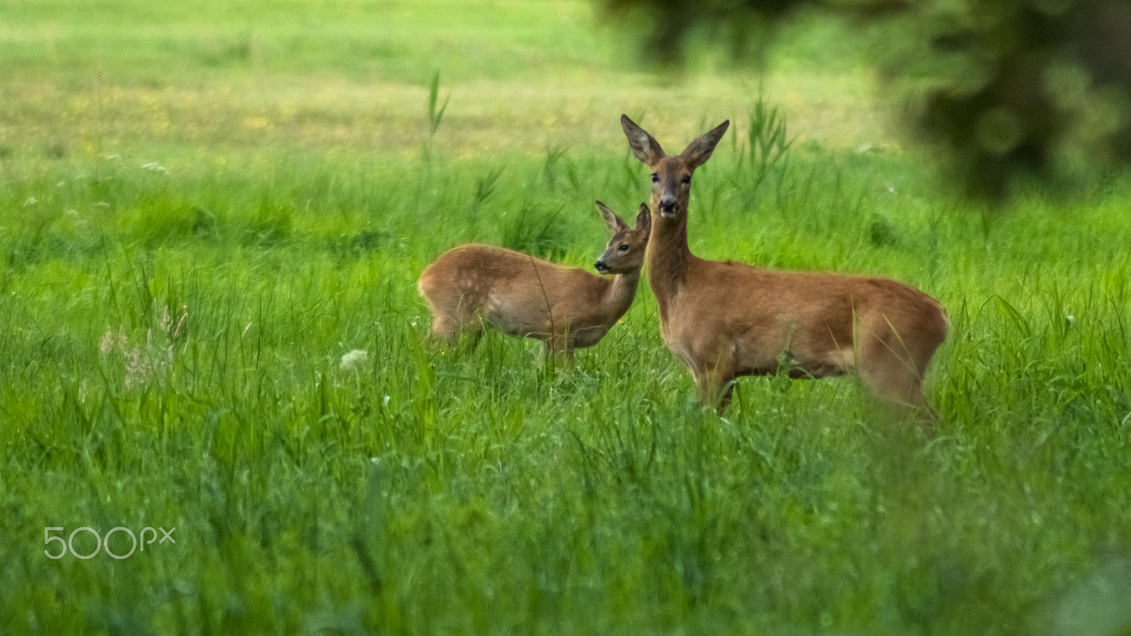 Tamron AF 70-300mm F4-5.6 Di LD Macro sample photo. :-) photography