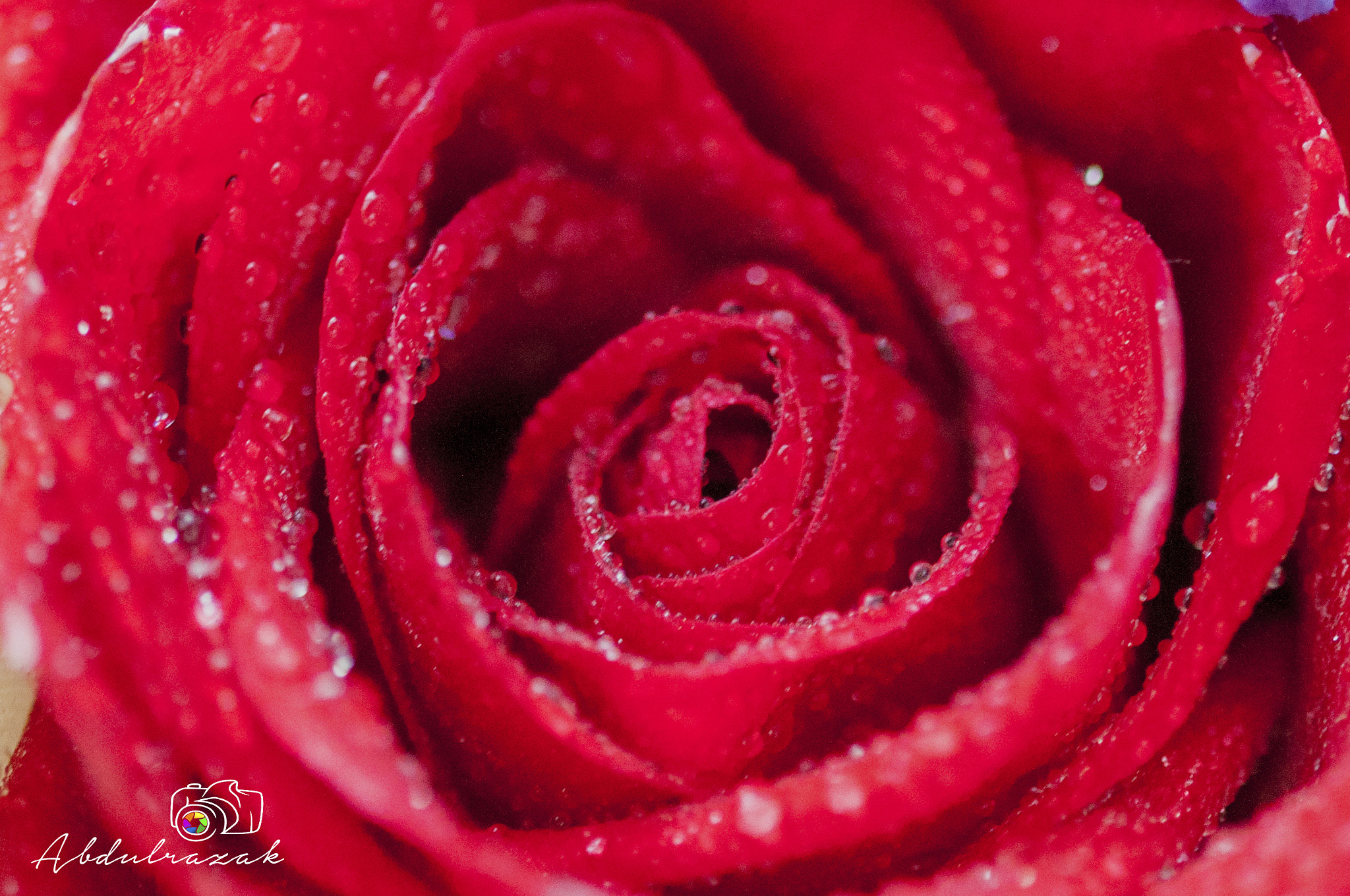 Sigma 105mm F2.8 EX DG OS HSM sample photo. Dsc photography