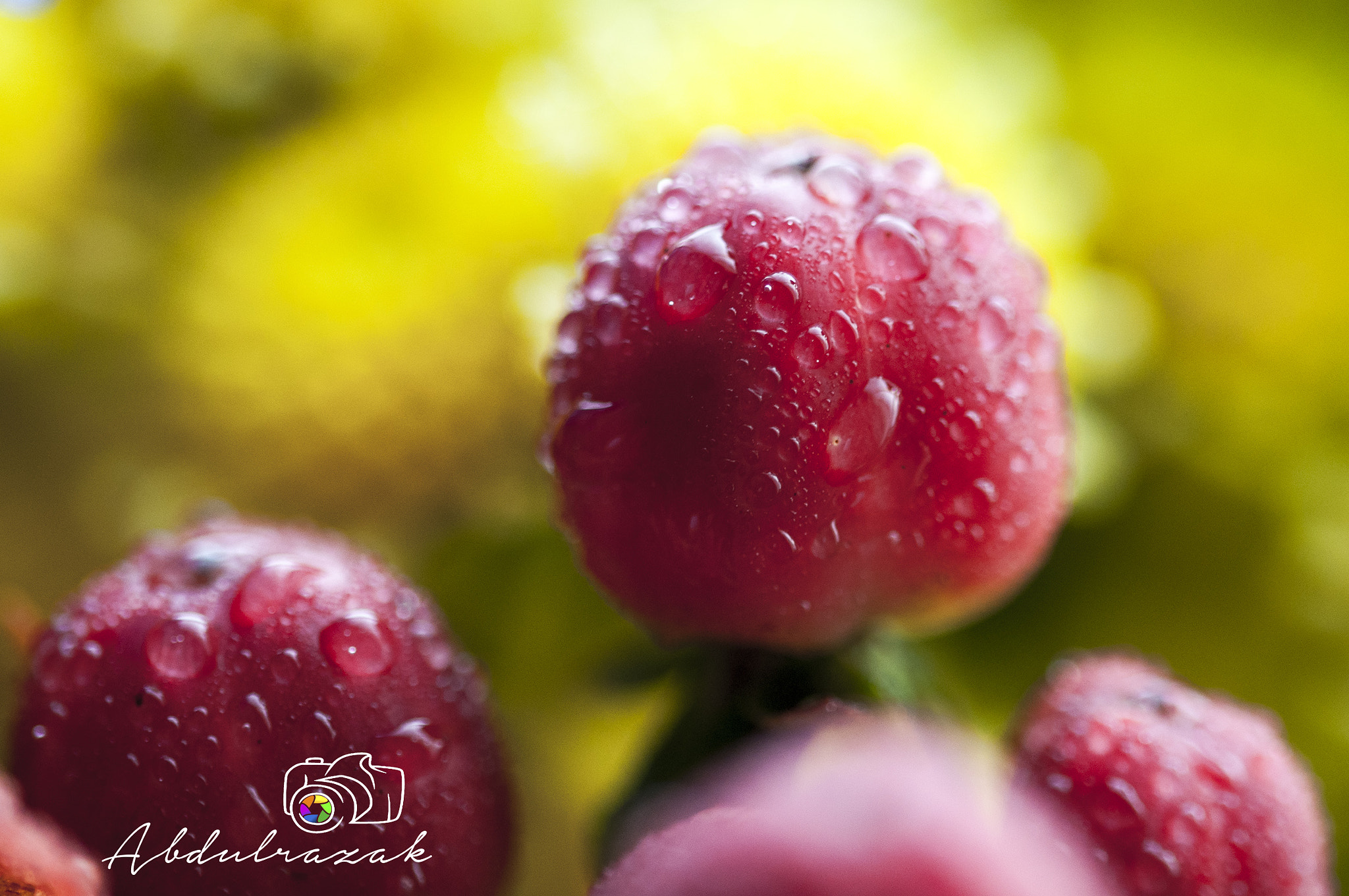 Sigma 105mm F2.8 EX DG OS HSM sample photo. Dsc photography