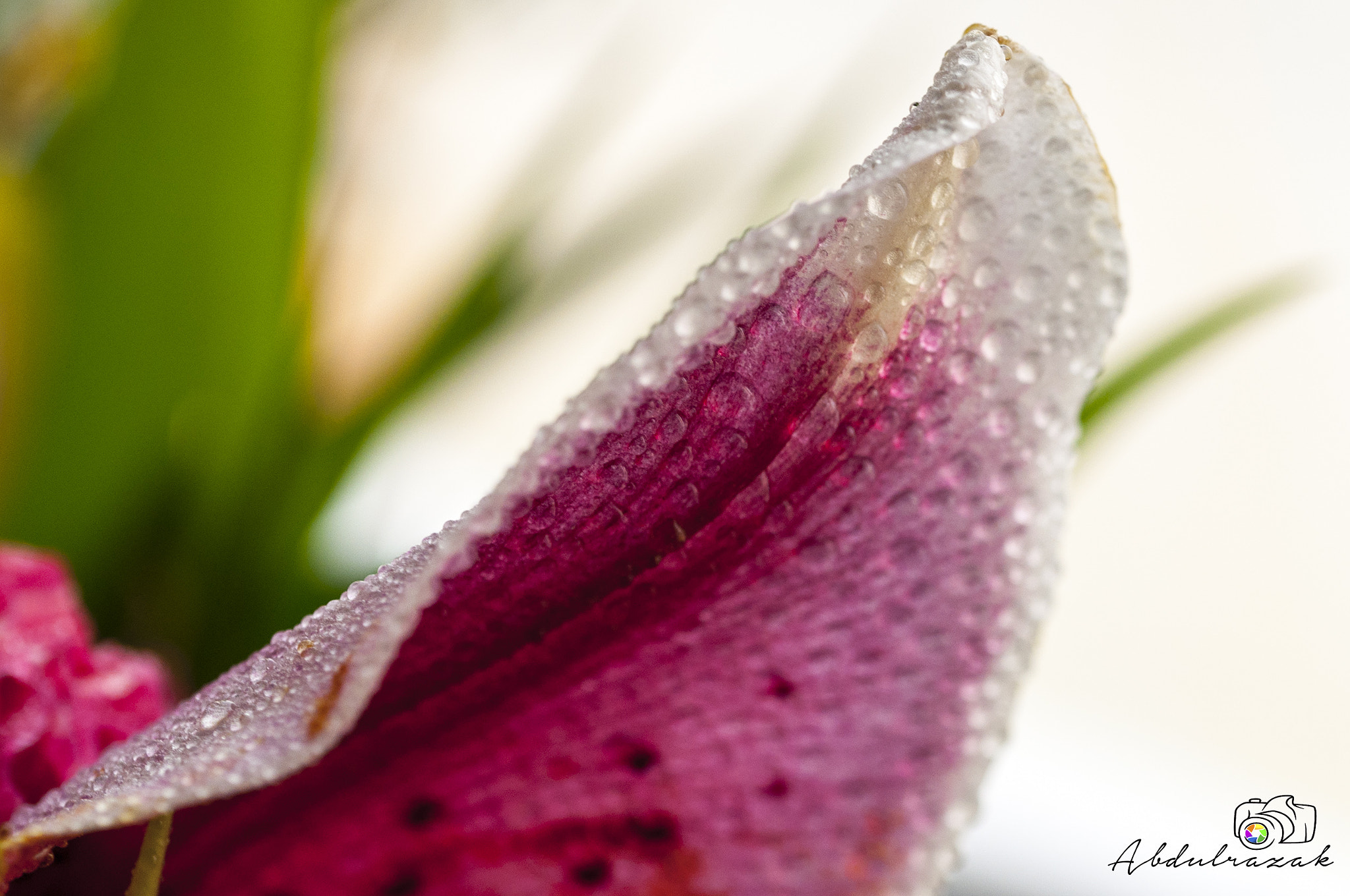 Sigma 105mm F2.8 EX DG OS HSM sample photo. Dsc photography