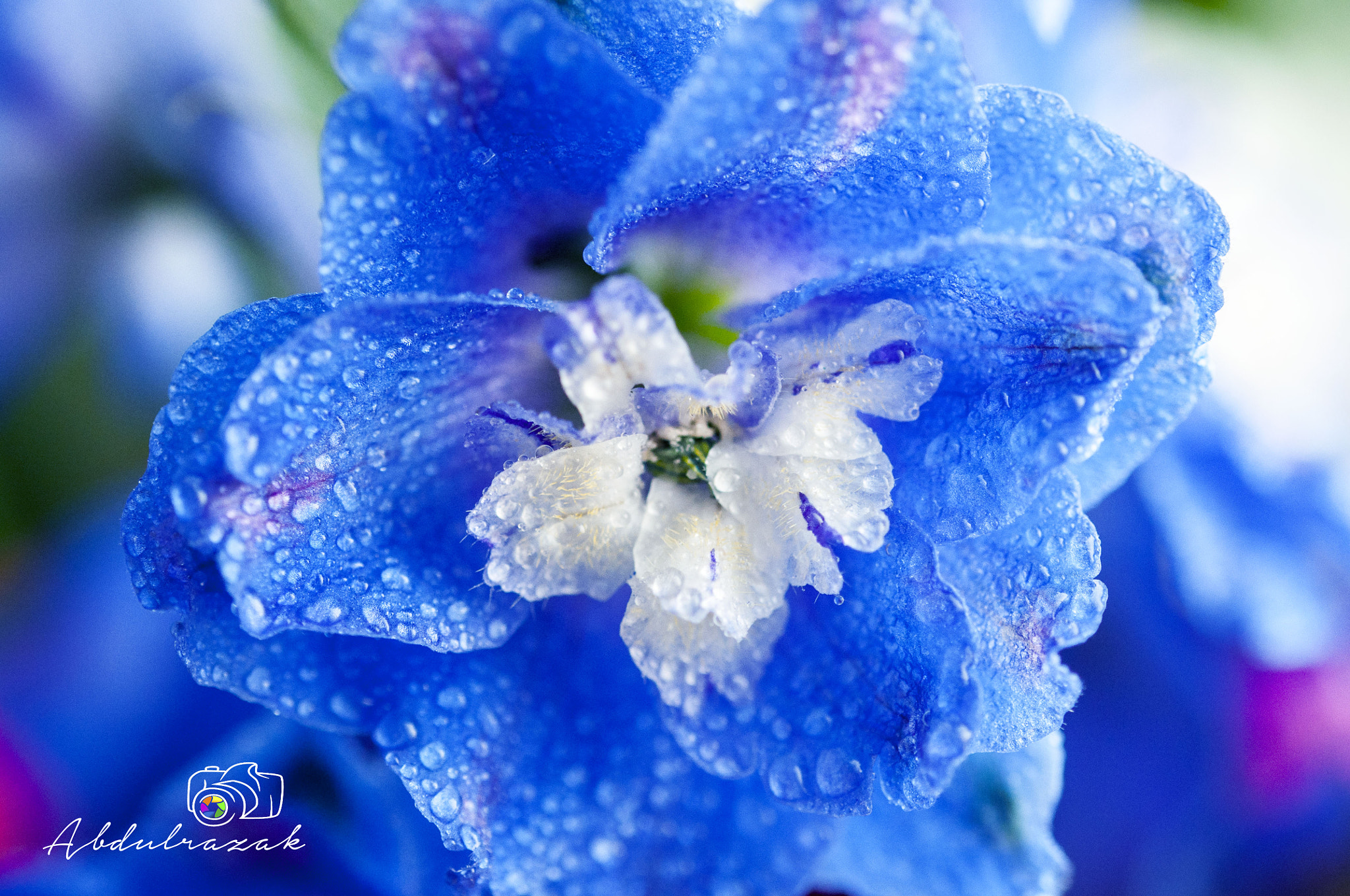 Sigma 105mm F2.8 EX DG OS HSM sample photo. Dsc photography