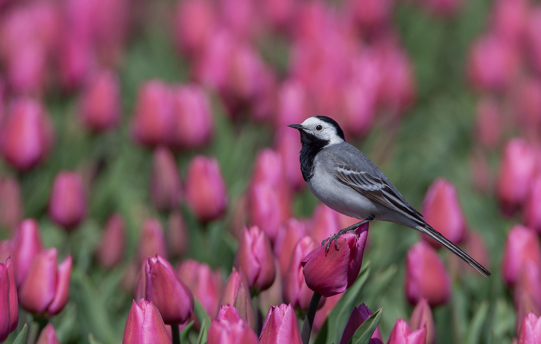 Canon EF 500mm F4L IS USM sample photo. Wagtail photography