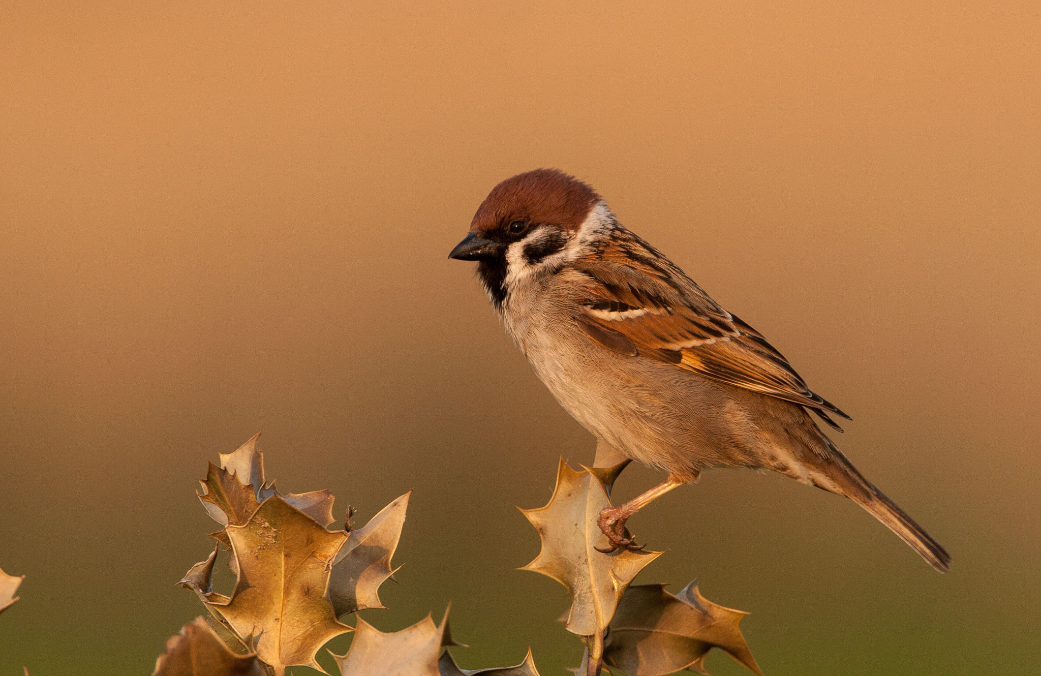 Canon EF 500mm F4L IS USM sample photo. Tree sparrow, ringmus photography
