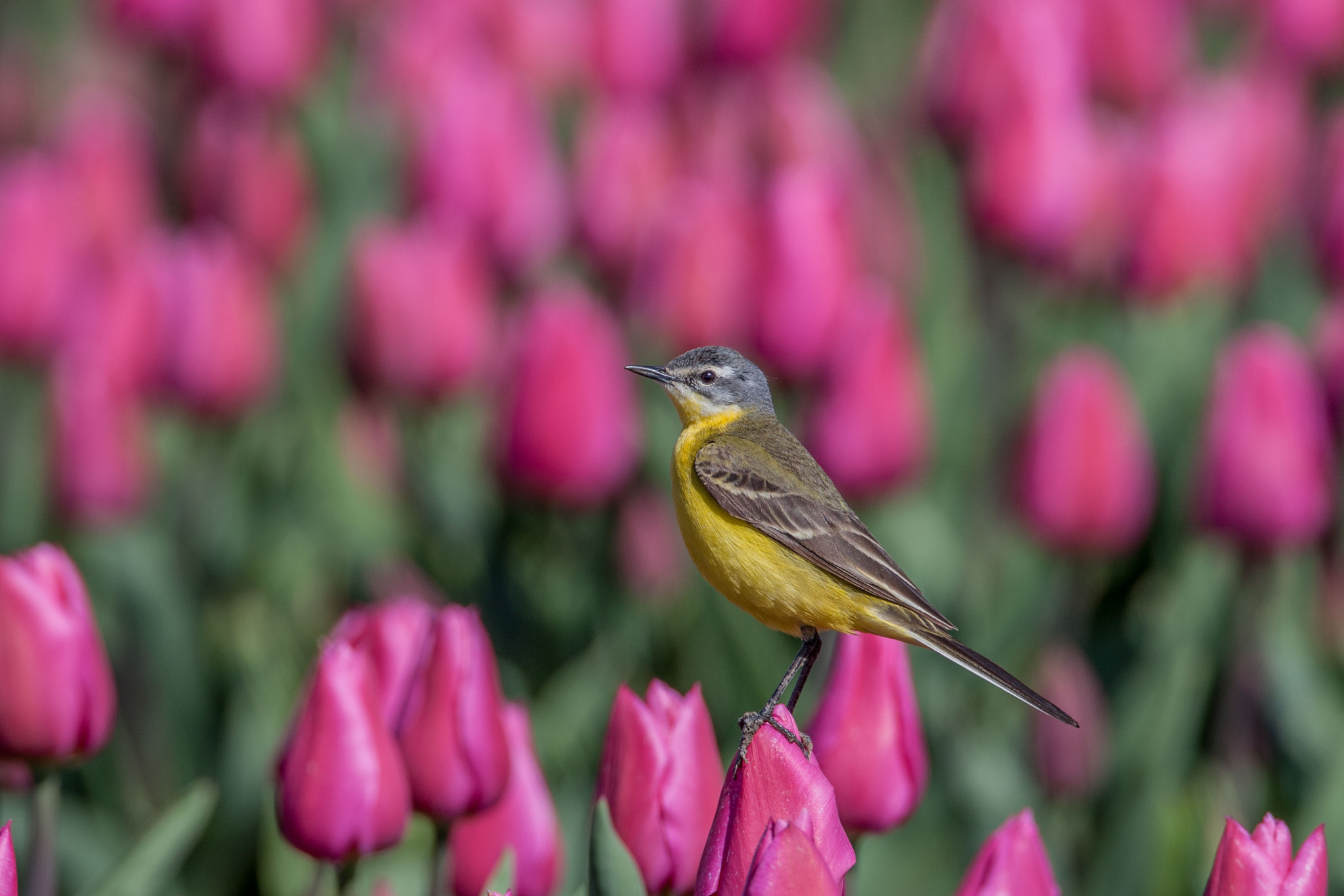 Canon EF 500mm F4L IS USM sample photo. Yellow wagtail photography