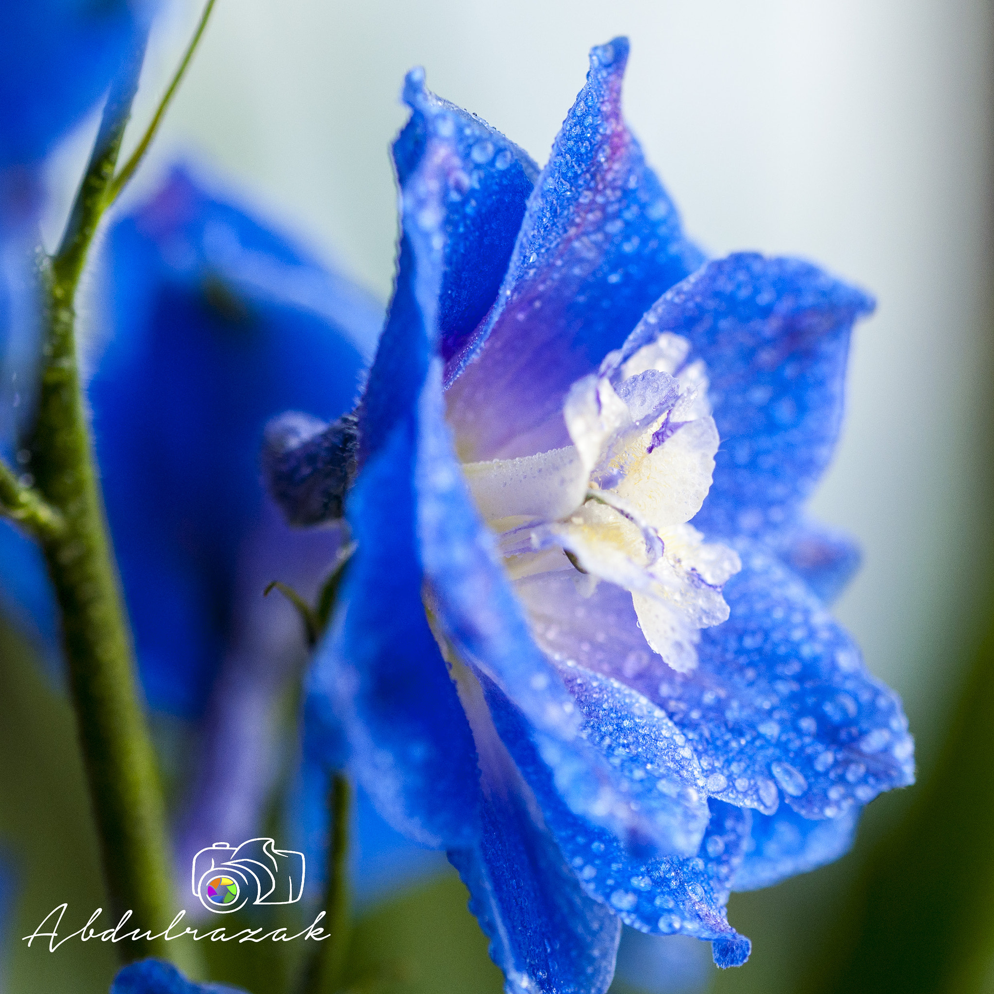 Sigma 105mm F2.8 EX DG OS HSM sample photo. Dsc photography