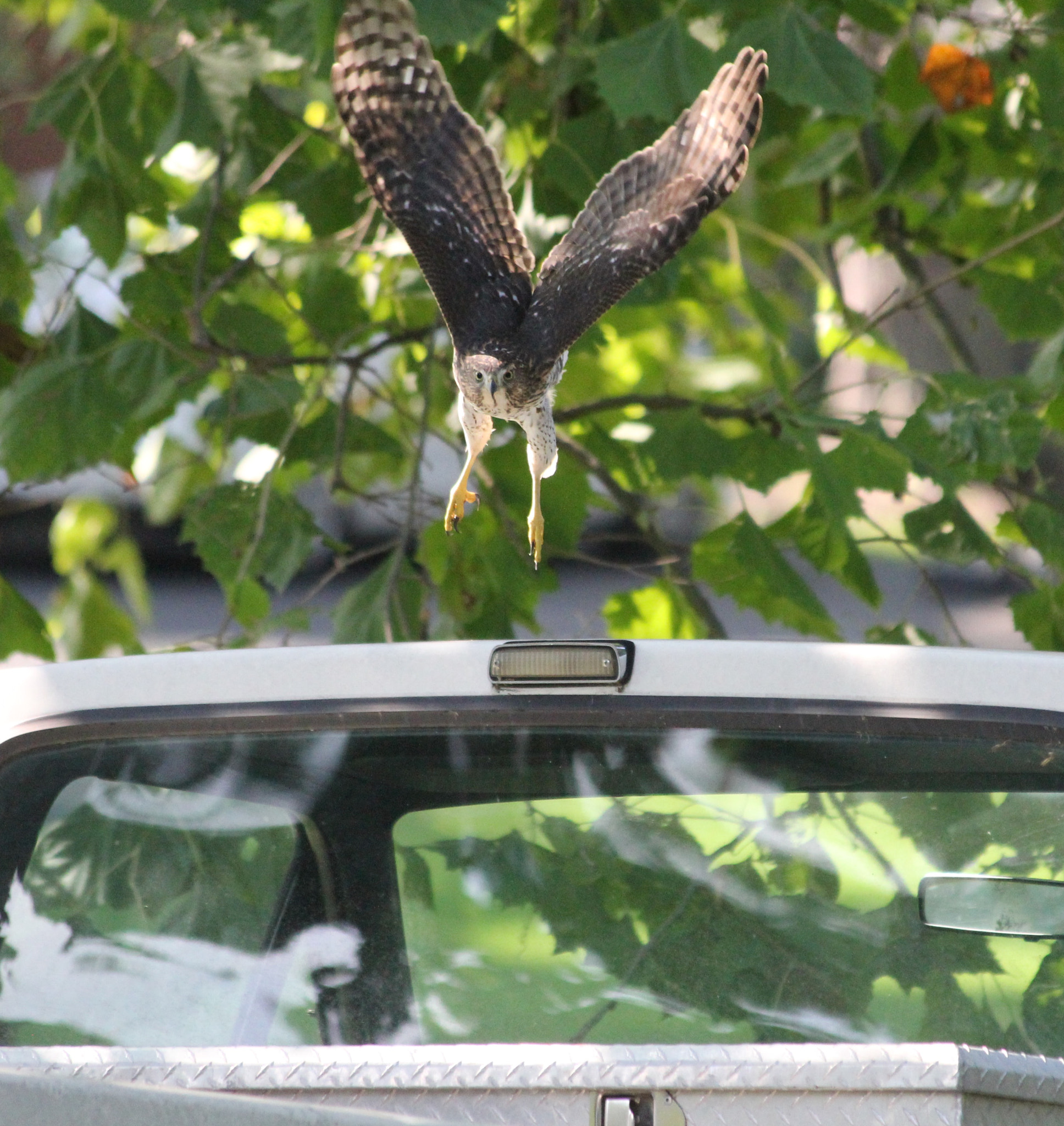 Canon EF 70-300mm F4-5.6 IS USM sample photo. Hawk lift off photography