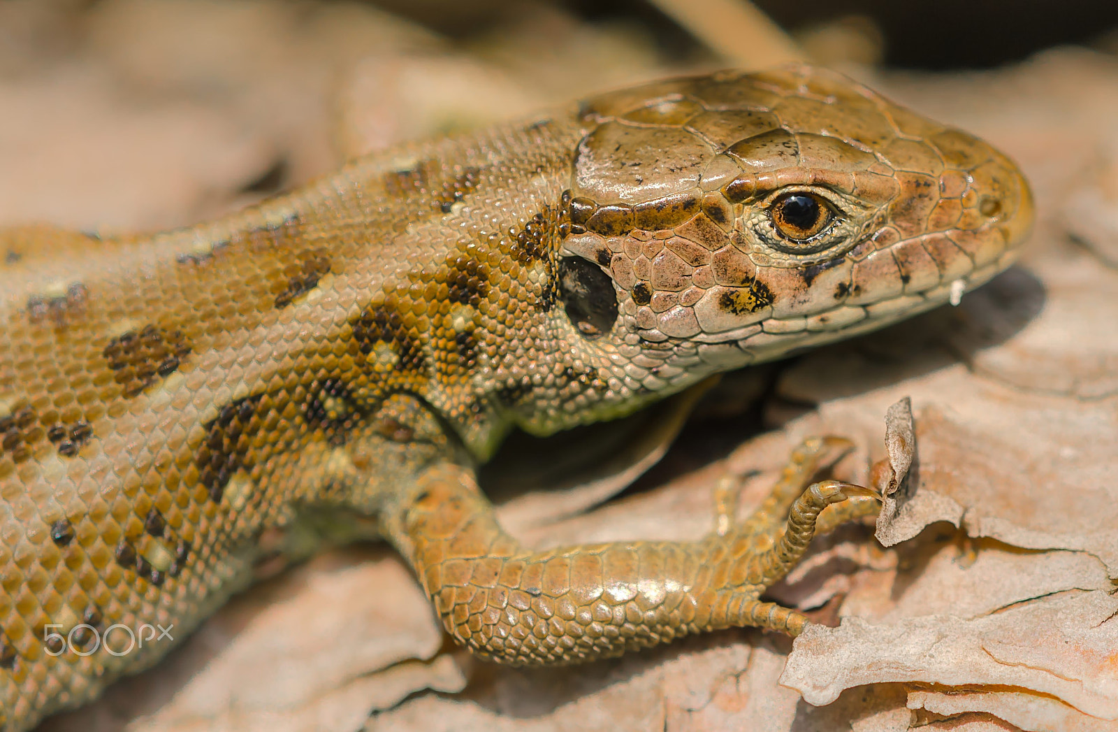 Nikon AF-S DX Micro-Nikkor 85mm F3.5G ED VR sample photo. Female sand lizard photography