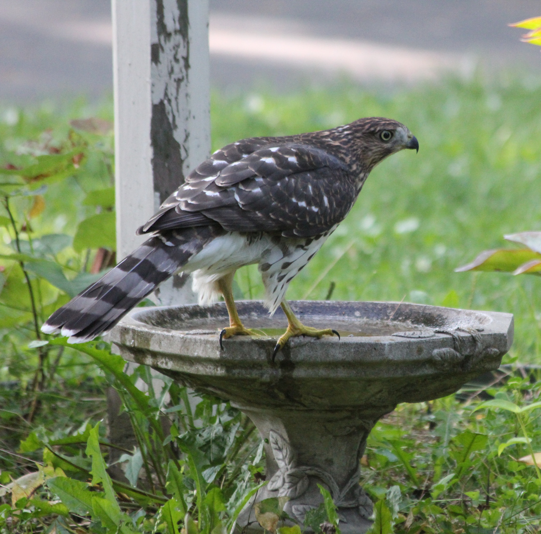 Canon EF 70-300mm F4-5.6 IS USM sample photo. Bird bath 2 photography