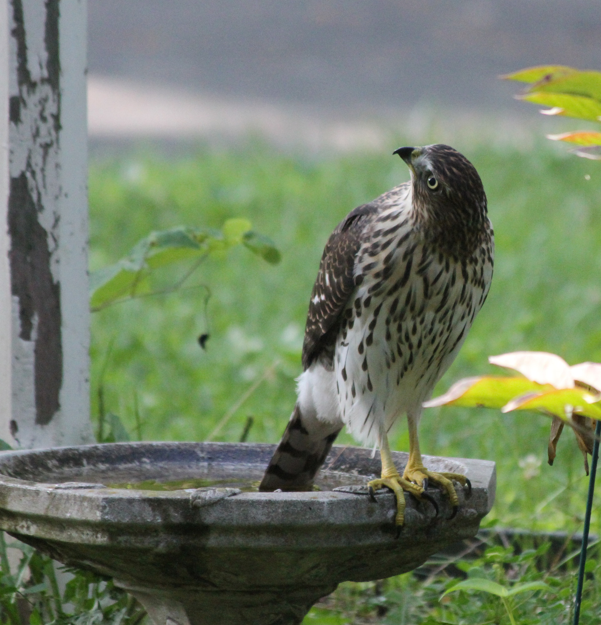 Canon EF 70-300mm F4-5.6 IS USM sample photo. Bird bath 3 photography