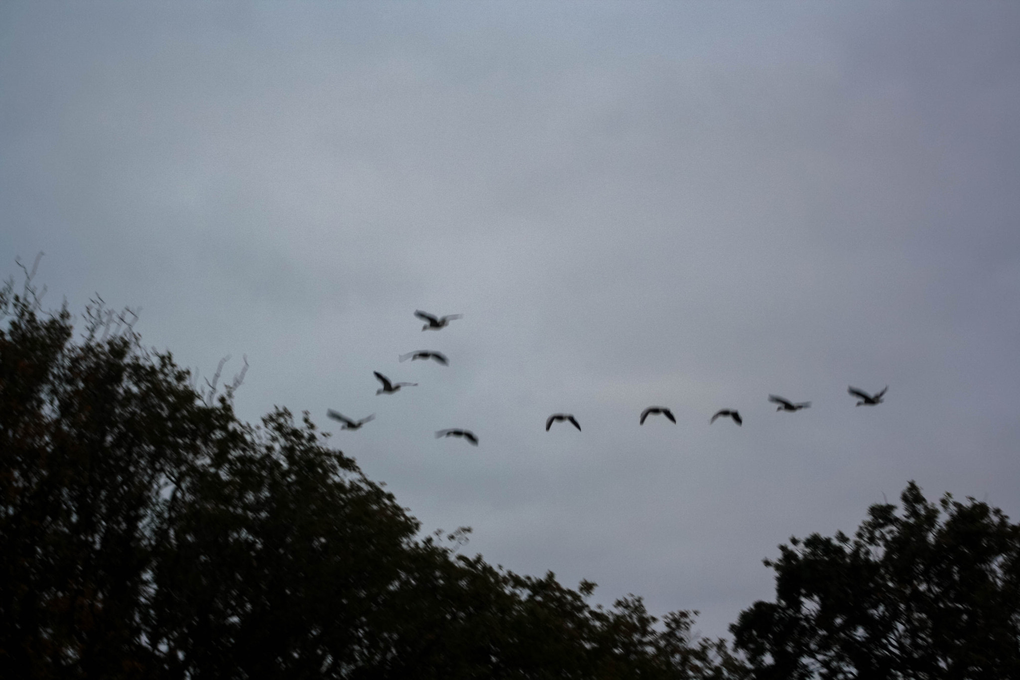 Canon EF 75-300mm f/4-5.6 USM sample photo. Img photography