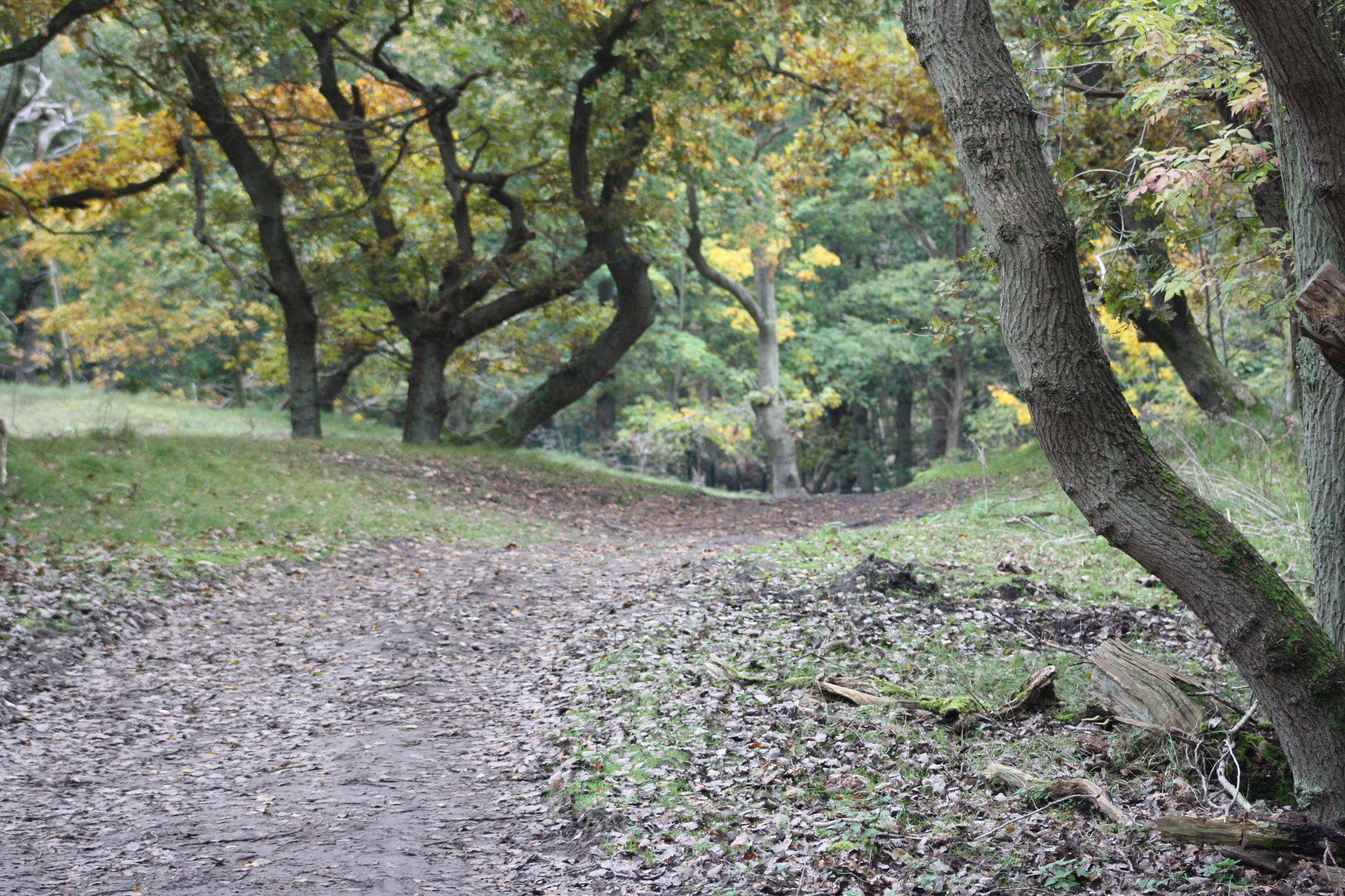 Canon EF 75-300mm f/4-5.6 USM sample photo. Img photography