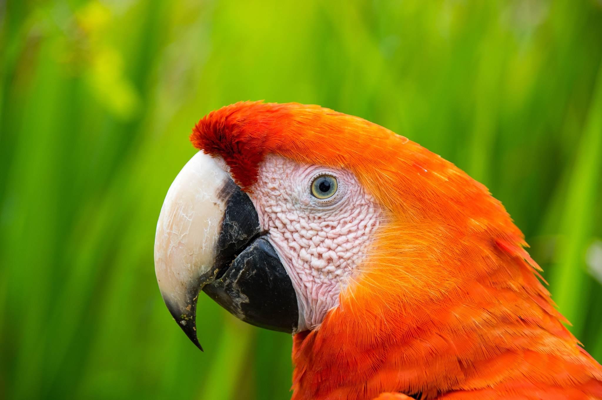 Pentax K-3 II + Sigma 18-250mm F3.5-6.3 DC Macro OS HSM sample photo. Macaw in manu national park photography