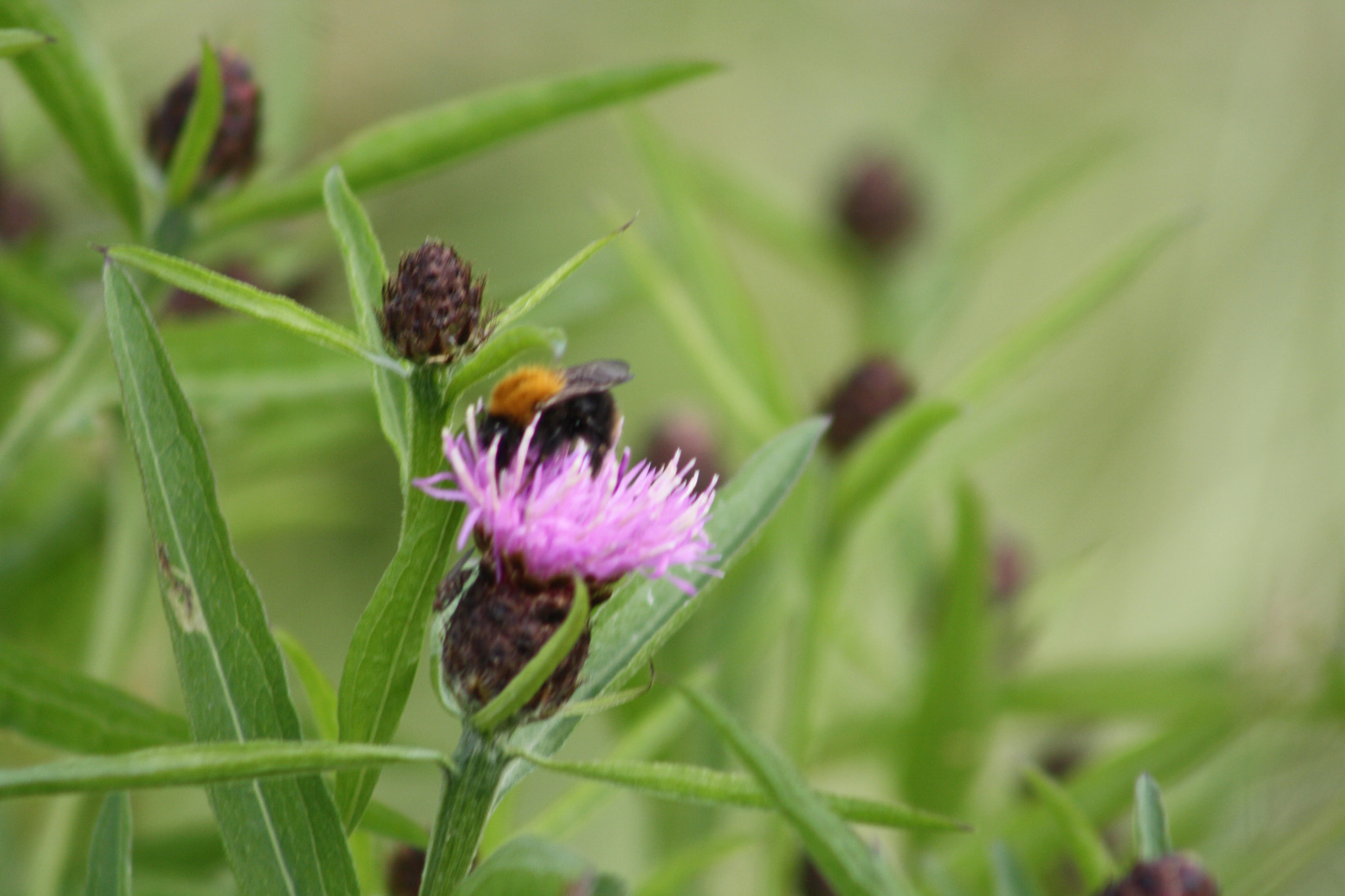 Canon EF 75-300mm f/4-5.6 USM sample photo. Img photography