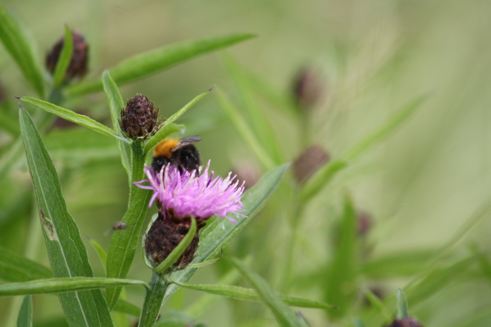Canon EF 75-300mm f/4-5.6 USM sample photo. Img photography