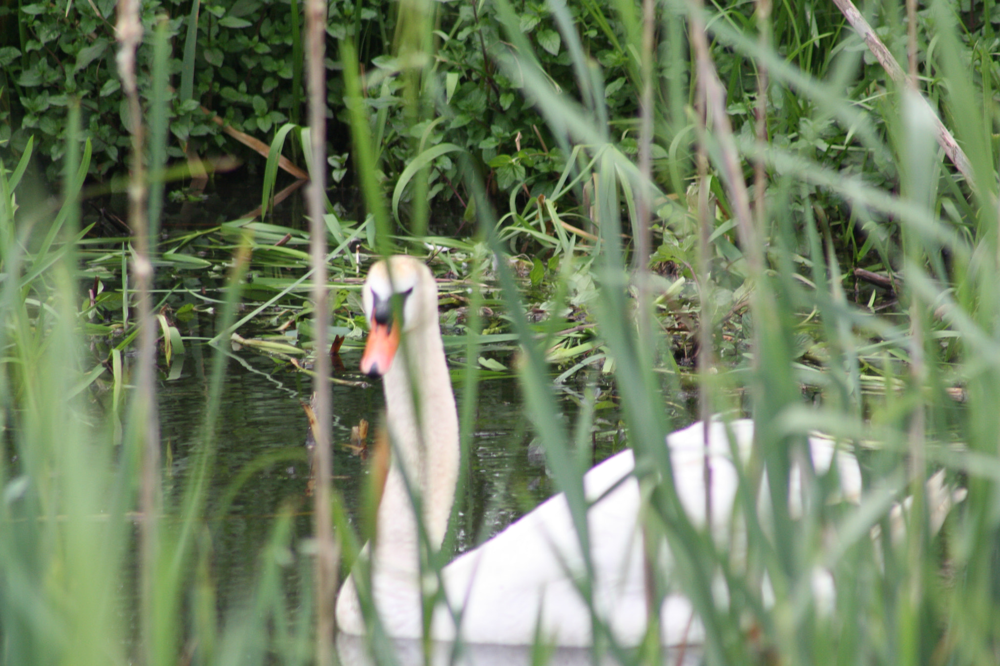 Canon EF 75-300mm f/4-5.6 USM sample photo. Img photography