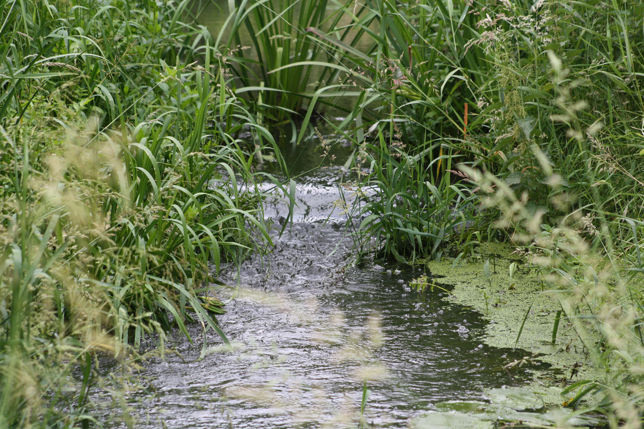 Canon EF 75-300mm f/4-5.6 USM sample photo. Img photography