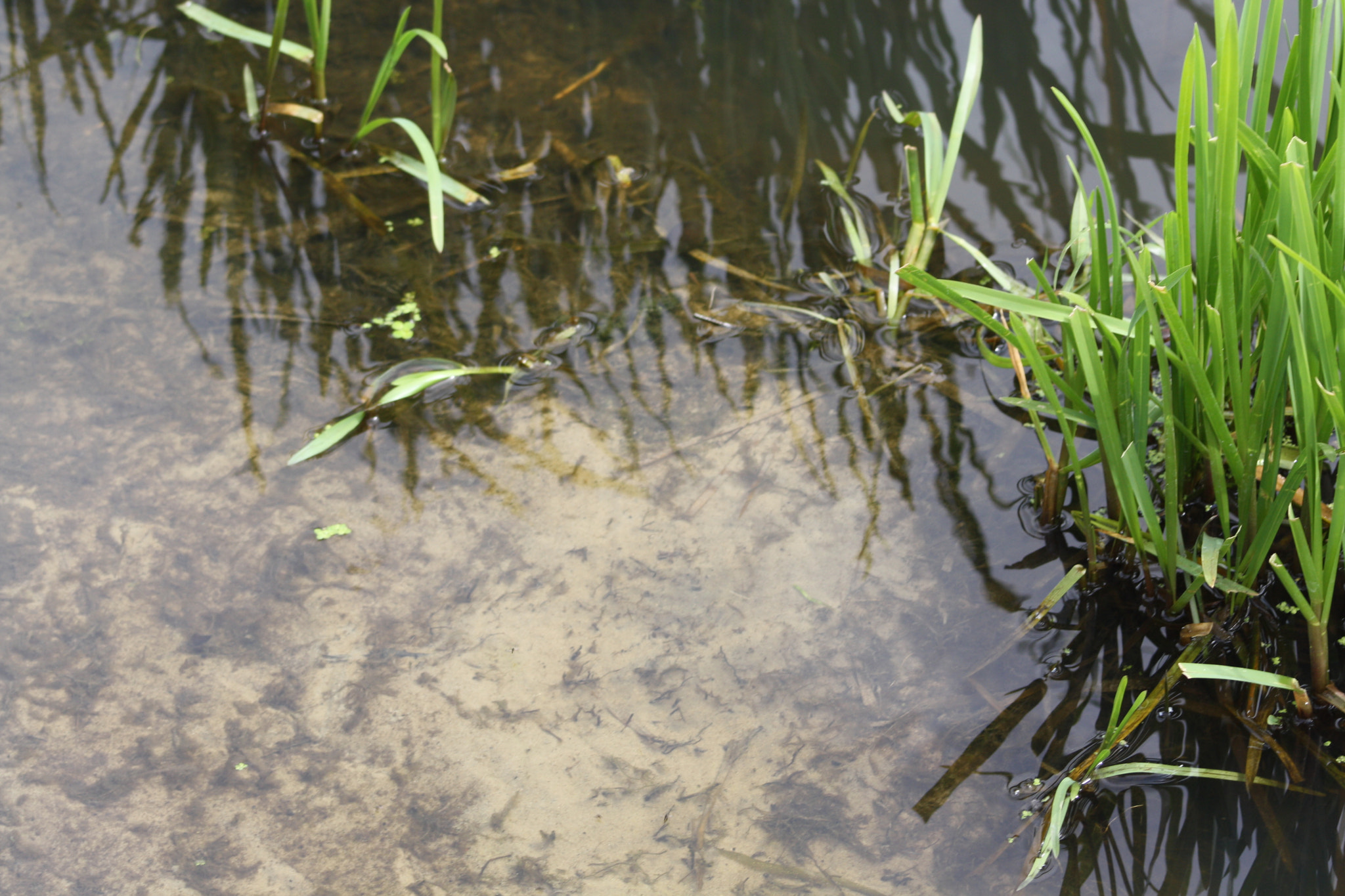 Canon EF 75-300mm f/4-5.6 USM sample photo. Img photography