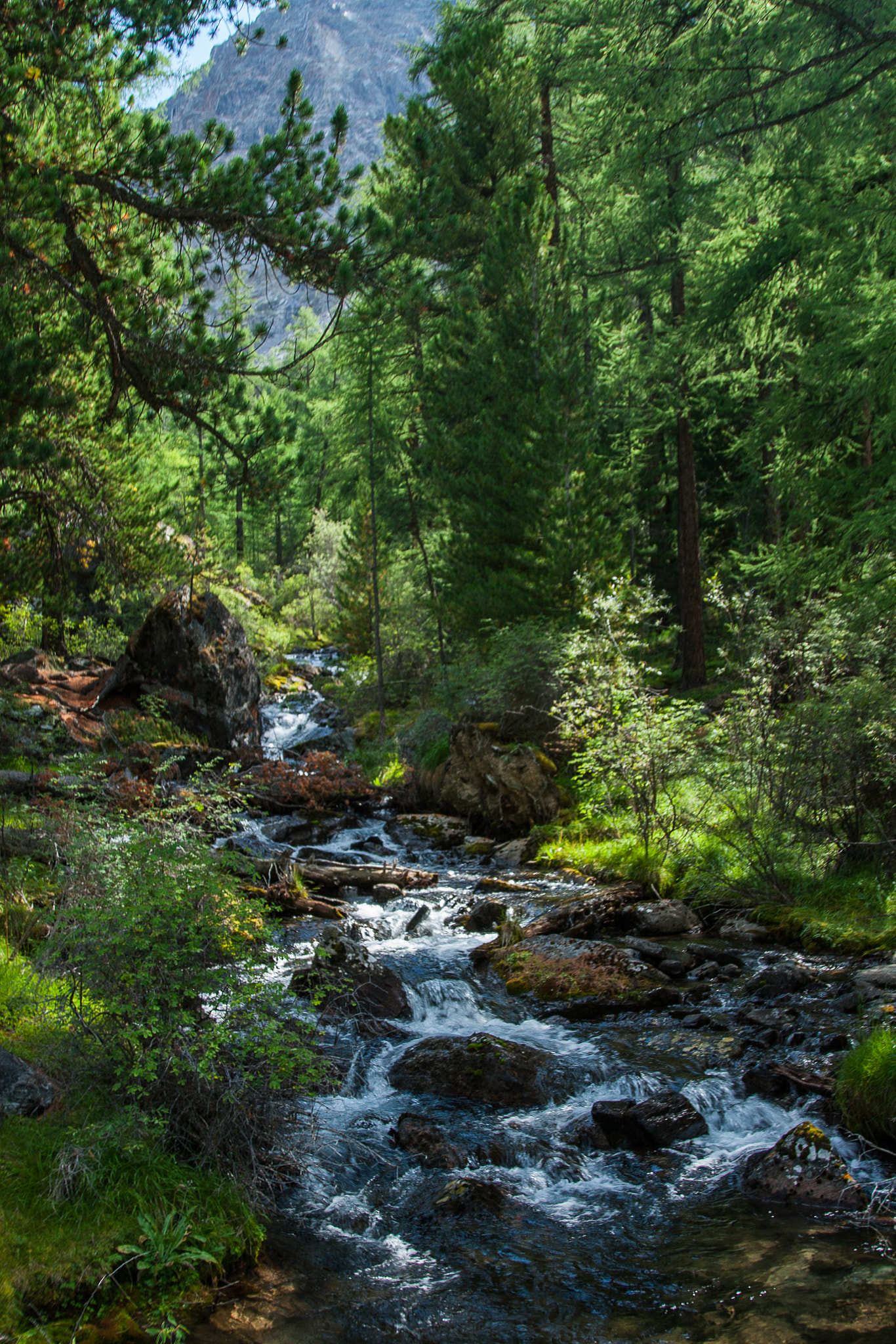Canon EOS 30D + Canon EF 24-105mm F4L IS USM sample photo. Mountain forest photography