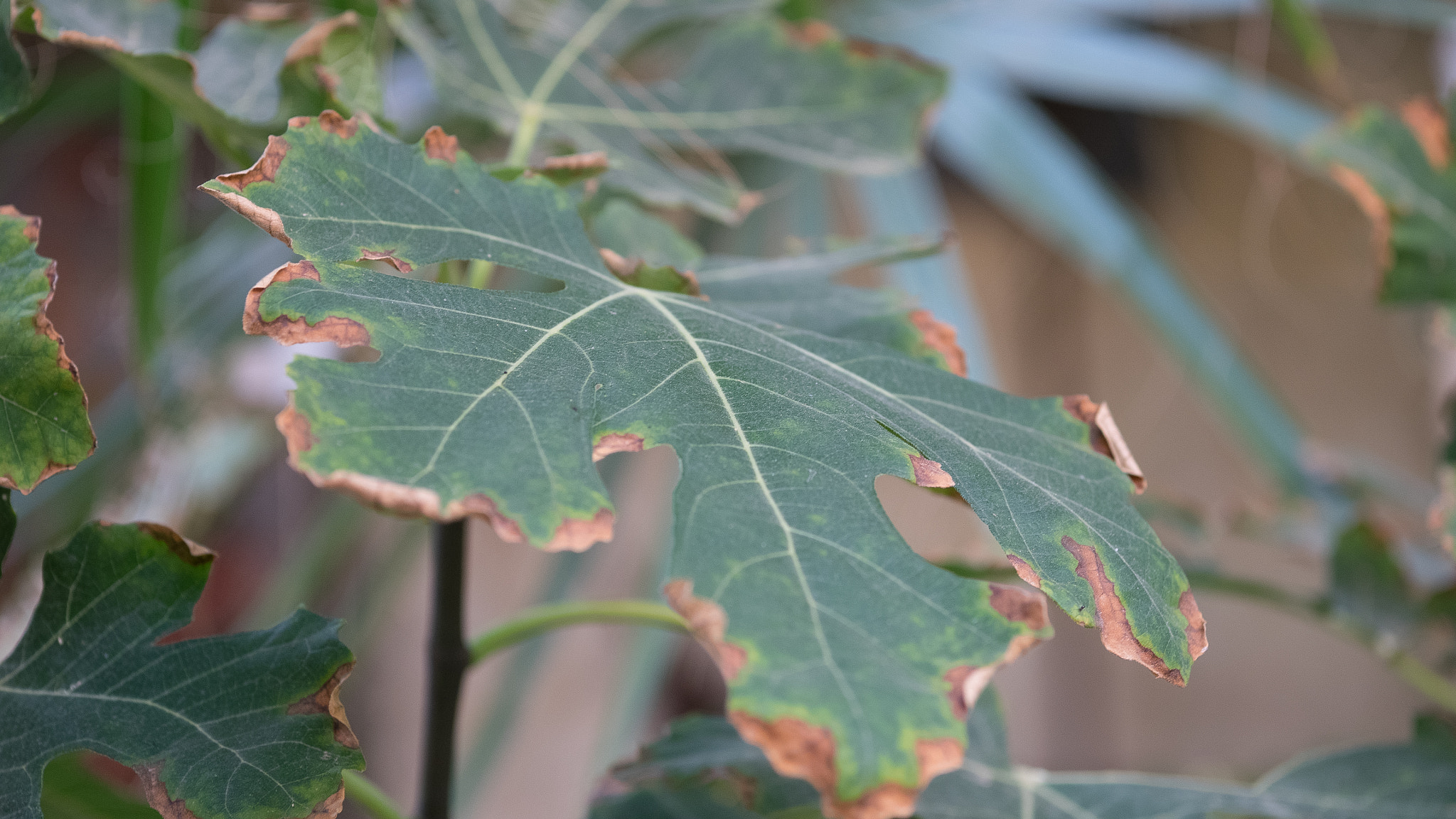 Panasonic Lumix DMC-GM1 + Sigma 60mm F2.8 DN Art sample photo. World of leaf photography