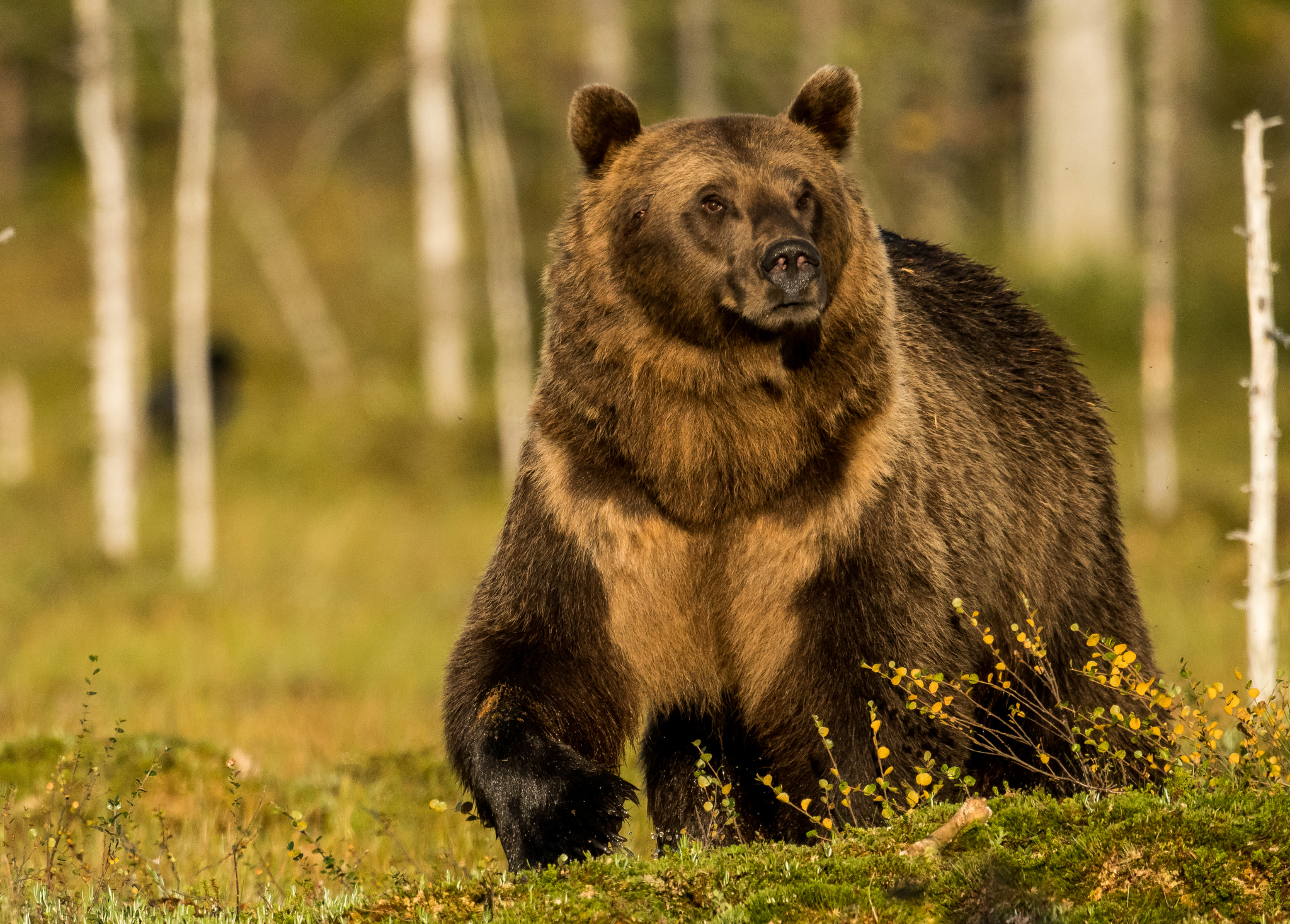 Nikon AF-S Nikkor 800mm F5.6E FL ED VR sample photo. Bear photography
