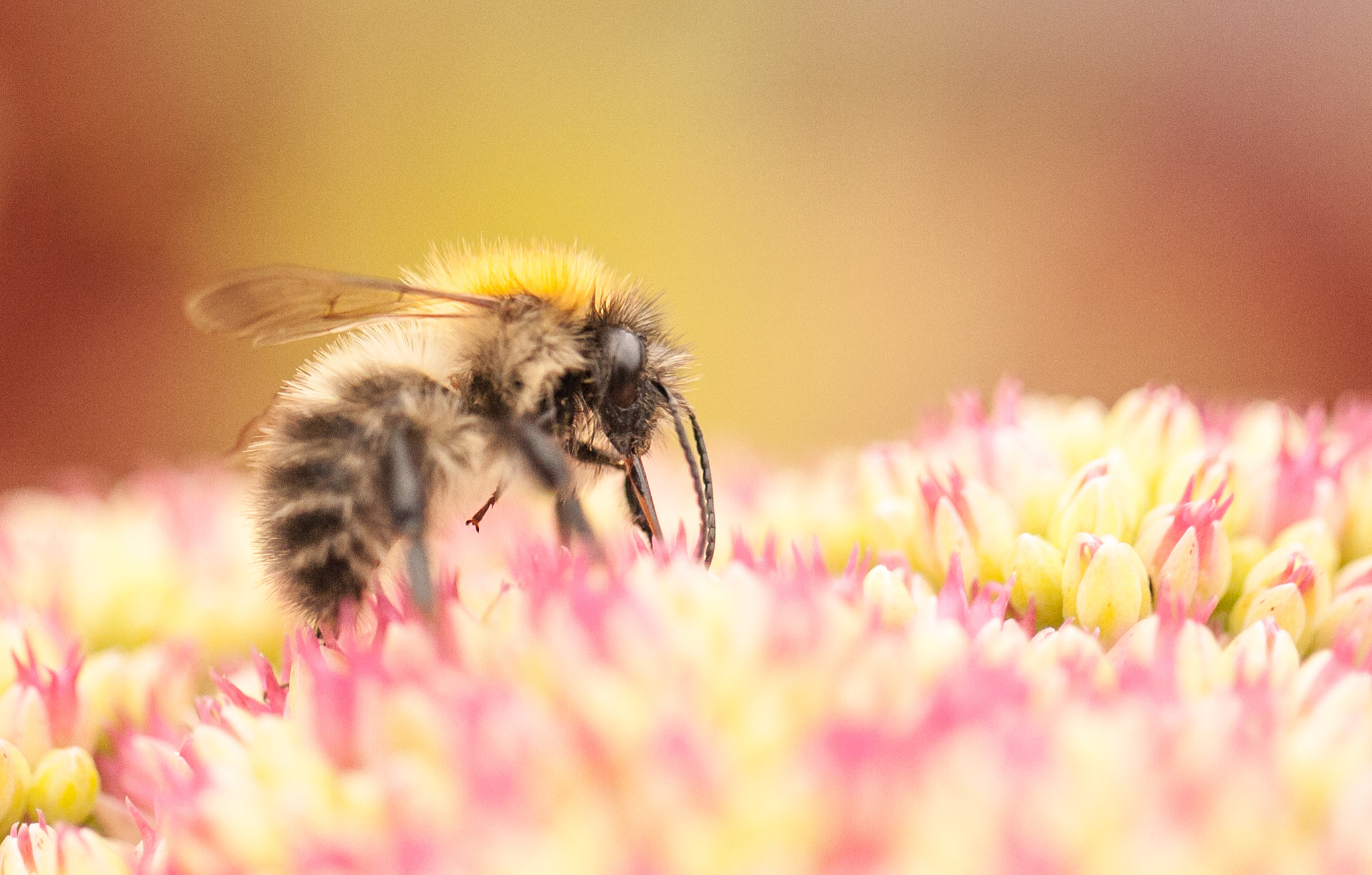 Canon EOS 5D + Canon EF 100mm F2.8L Macro IS USM sample photo. Bumblebee madness photography