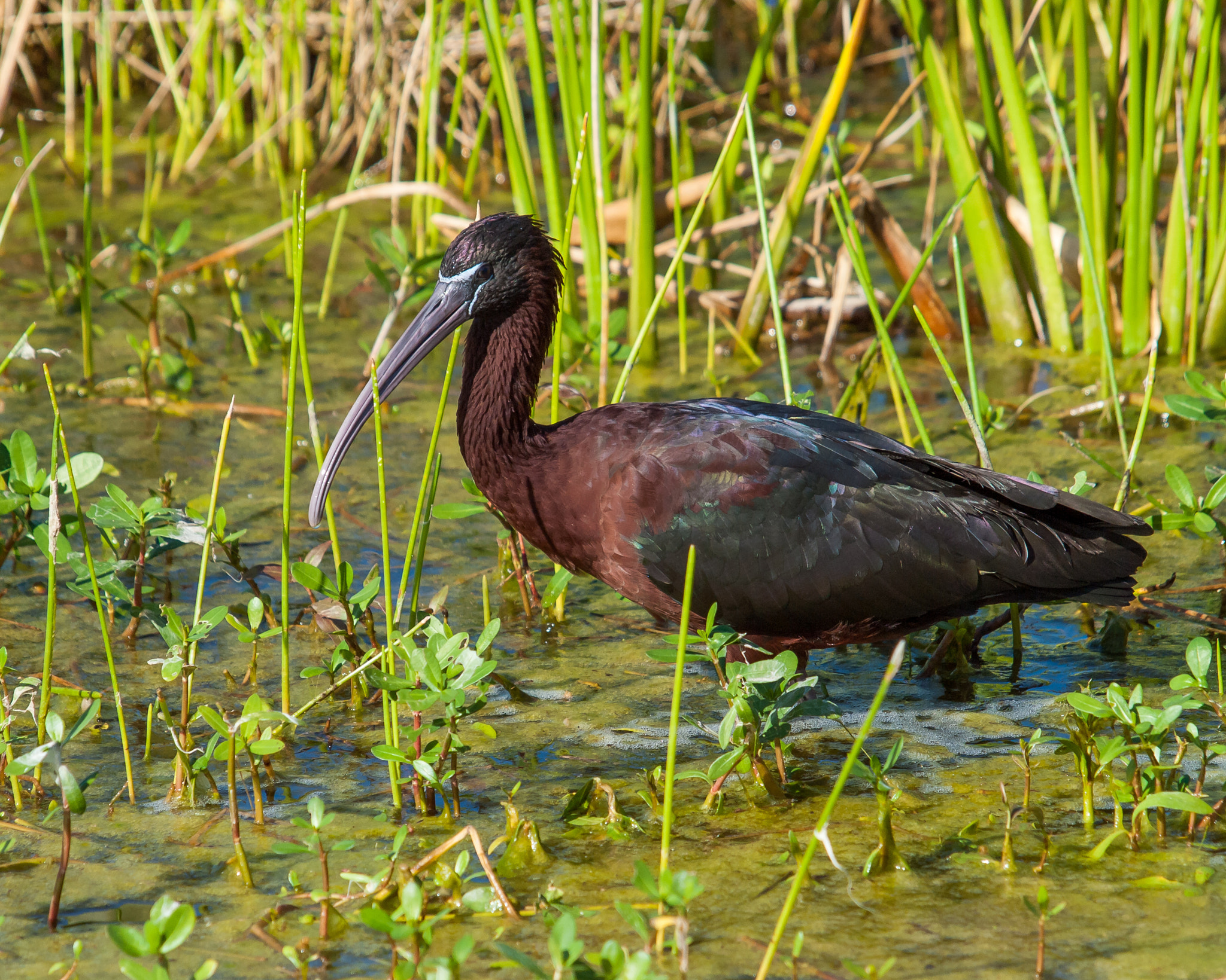 Olympus E-620 (EVOLT E-620) sample photo. Glossy ibis photography