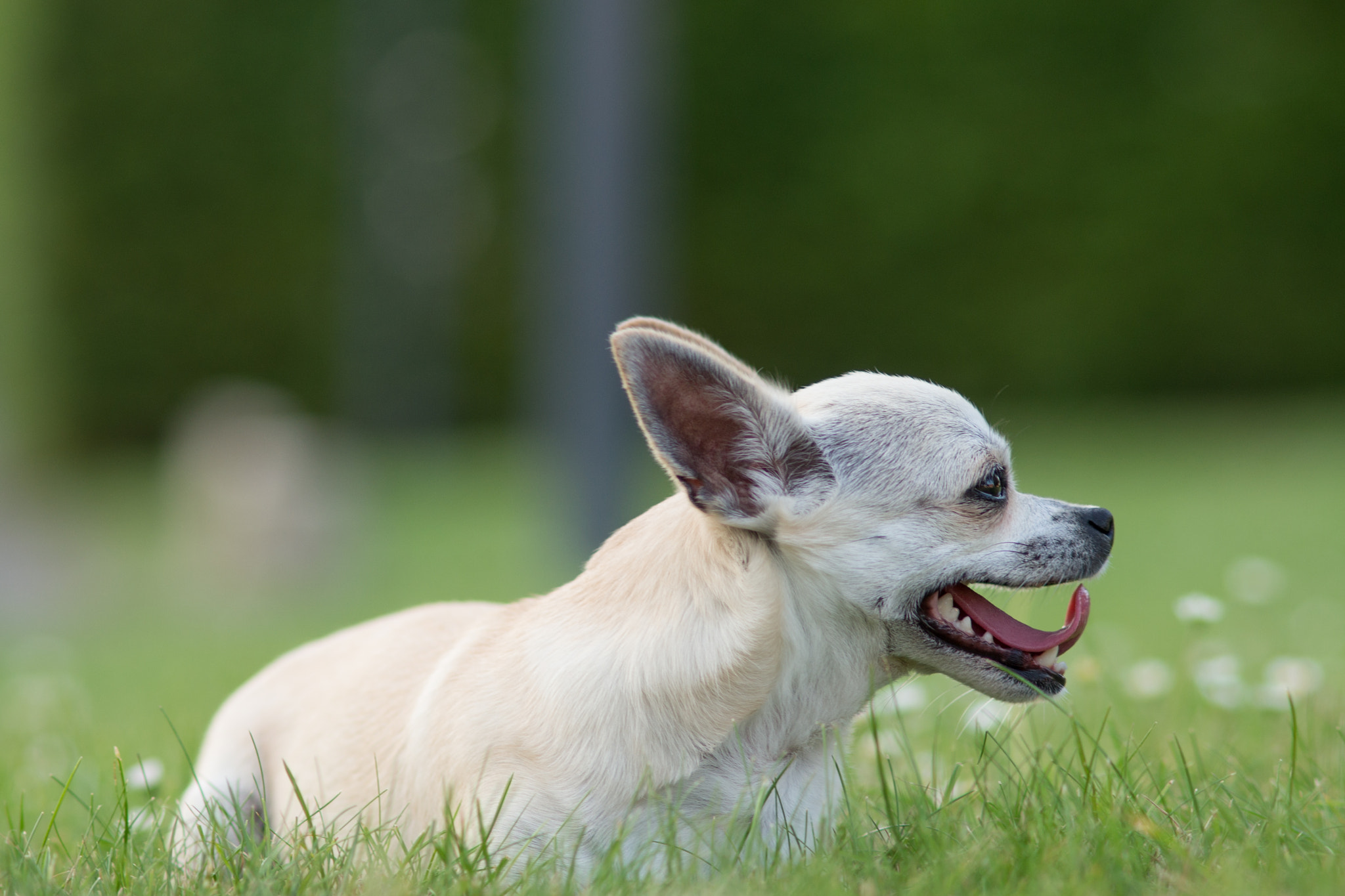 Minolta AF 135mm F2.8 sample photo. Dog photography