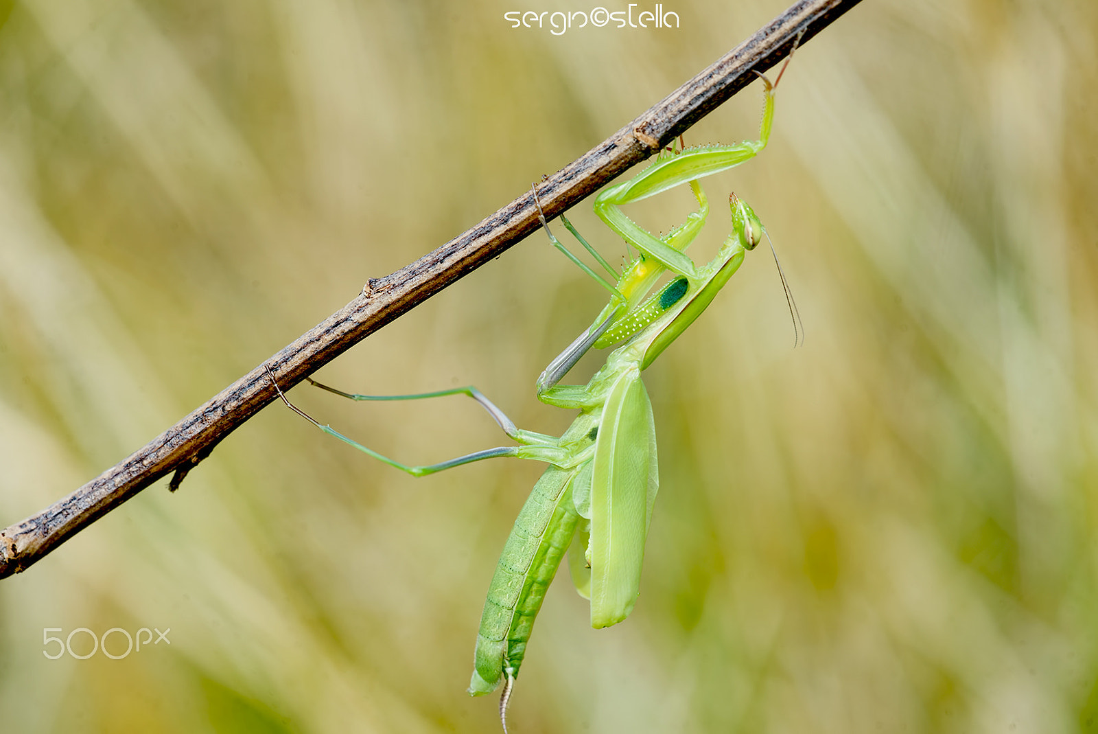 Nikon D610 + Sigma 150mm F2.8 EX DG Macro HSM sample photo. Miss mantis____ photography