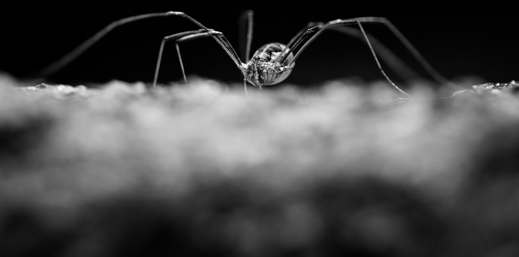 Canon EOS M3 + Canon EF 100mm F2.8L Macro IS USM sample photo. Opiliones photography