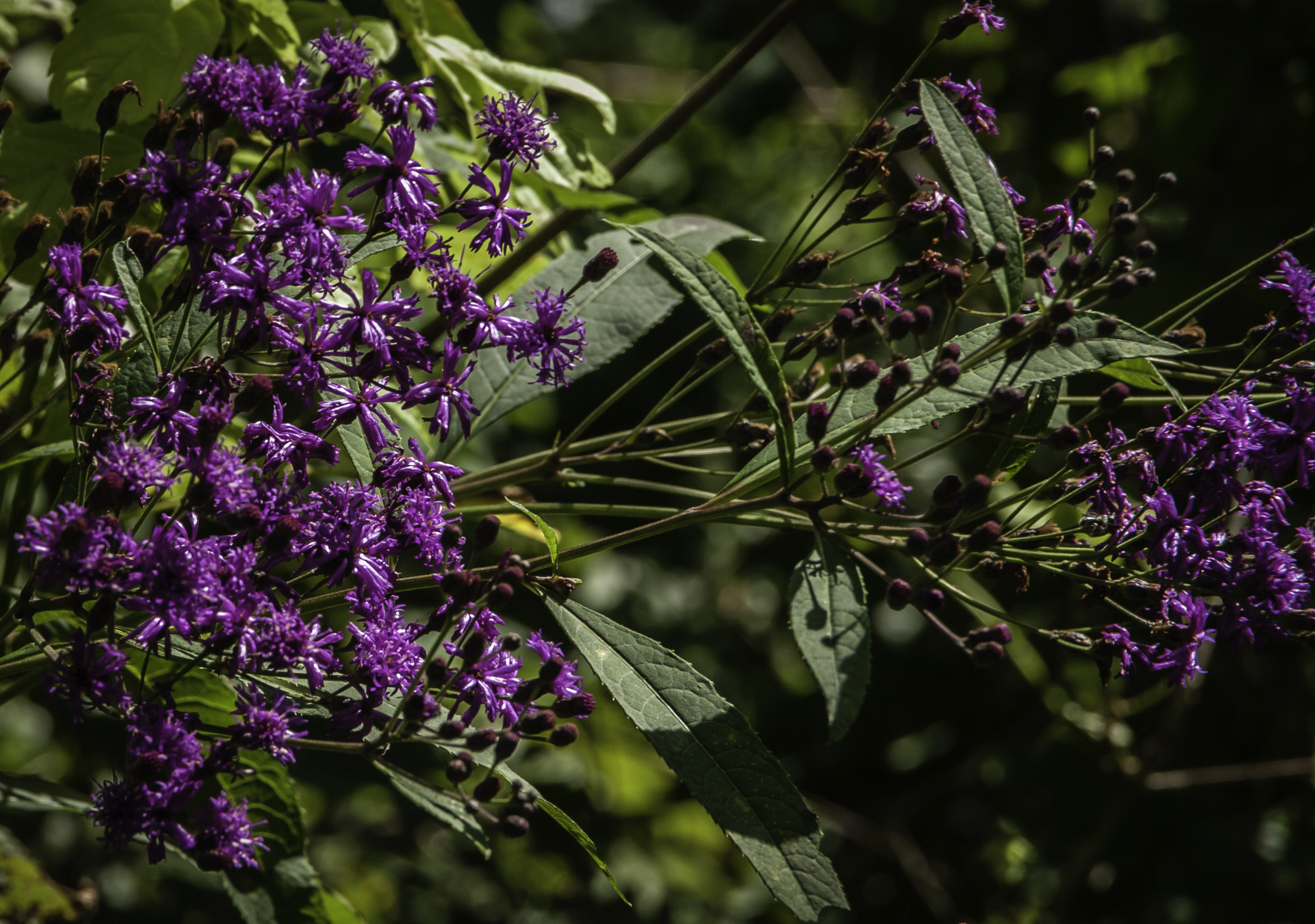 Pentax K20D sample photo. Ctt # photography