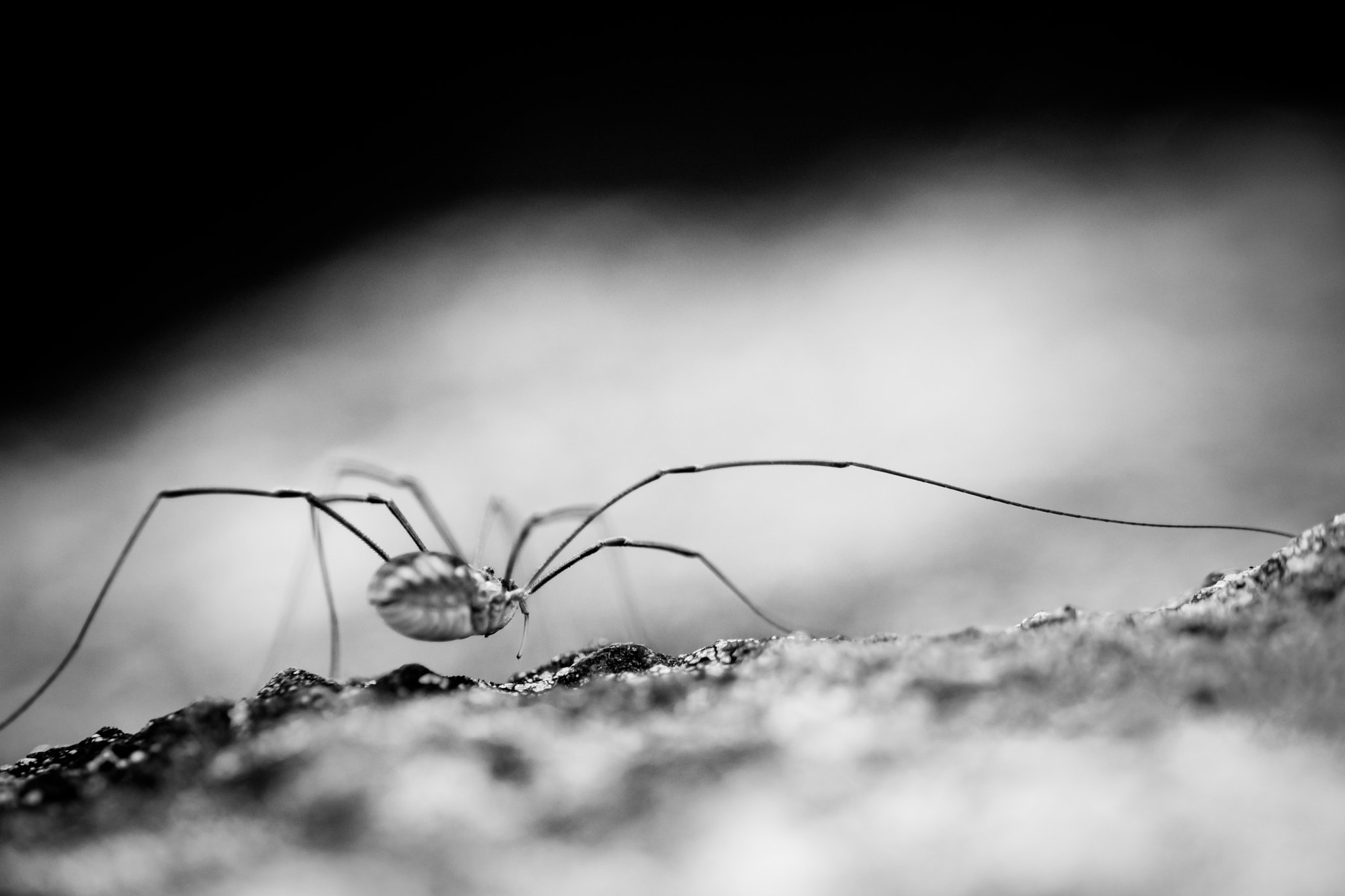 Canon EOS M3 + Canon EF 100mm F2.8L Macro IS USM sample photo. Opiliones photography