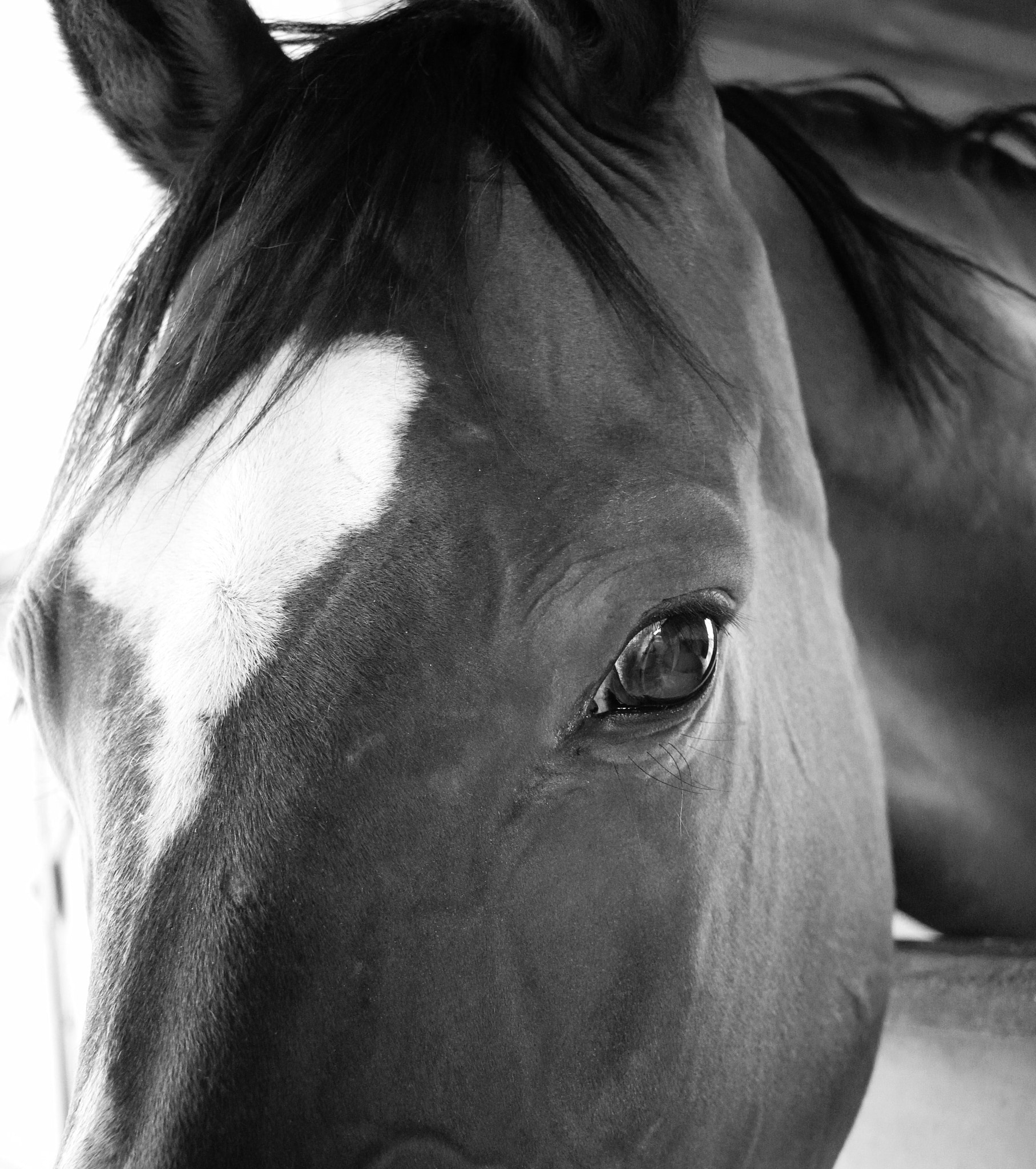 Canon EOS 100D (EOS Rebel SL1 / EOS Kiss X7) sample photo. Wise eyes photography