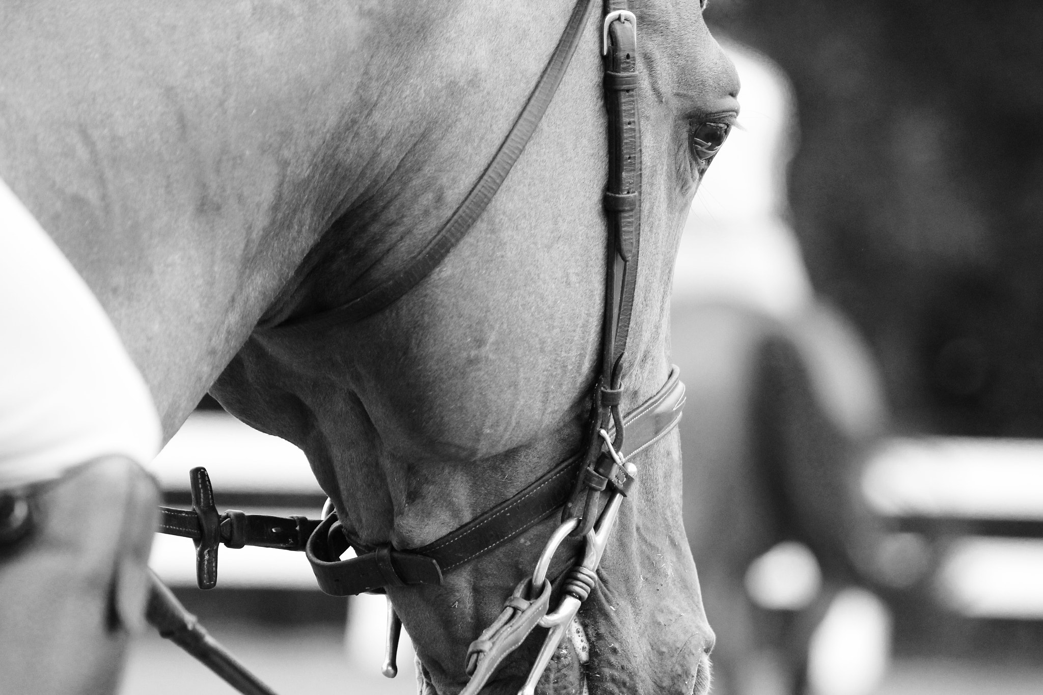 Canon EF 70-300mm F4-5.6 IS USM sample photo. Horse head photography