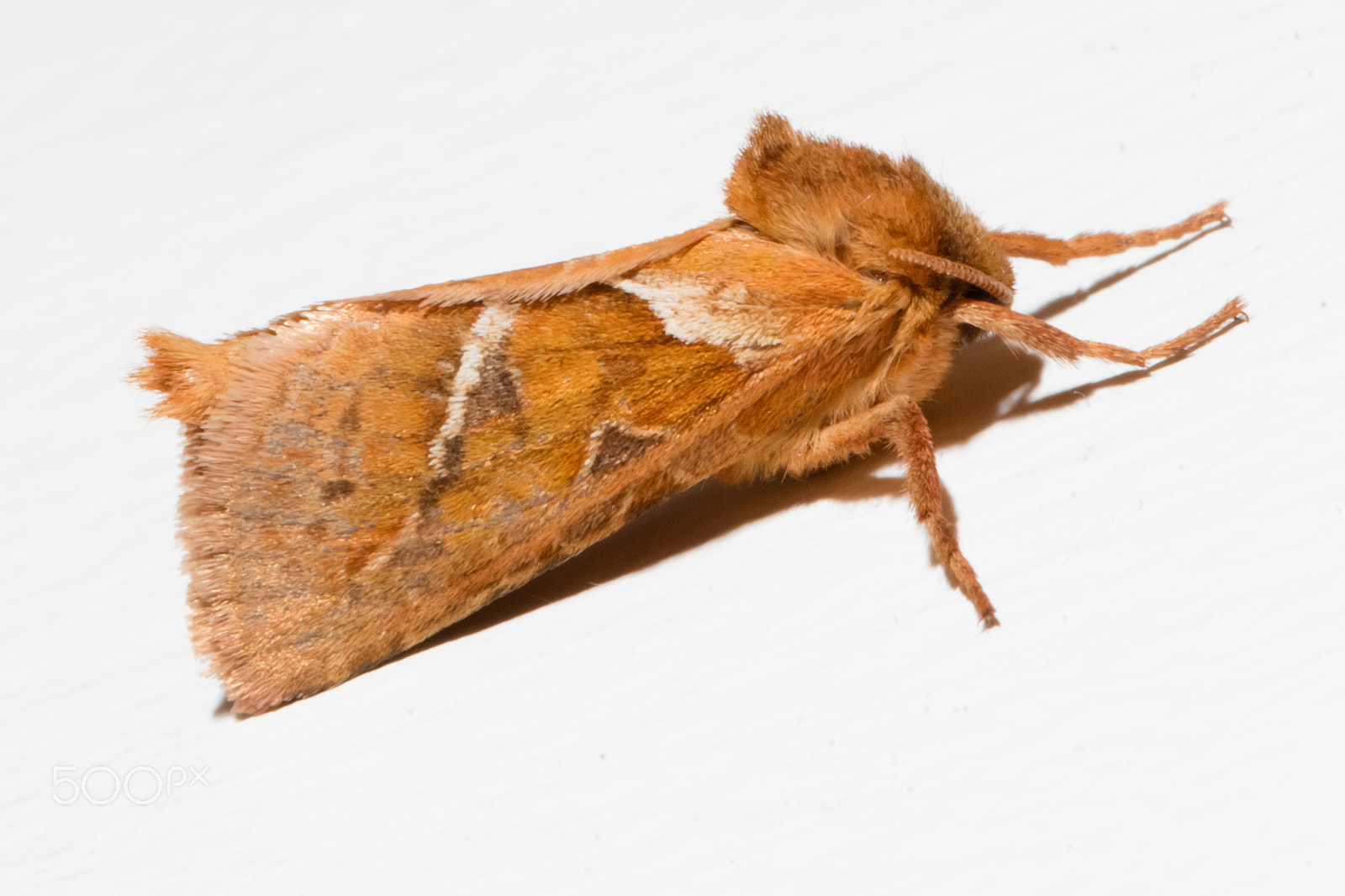 Canon EF 100mm F2.8L Macro IS USM sample photo. Papillon photography