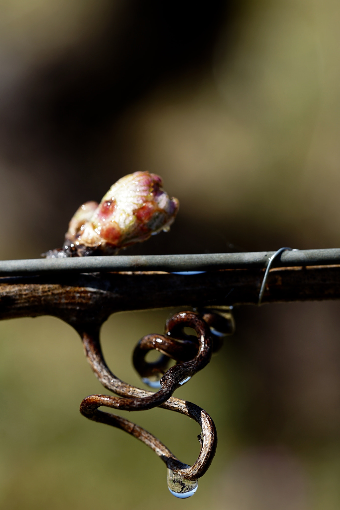 Sony a7 II + Sony FE 90mm F2.8 Macro G OSS sample photo. Joli bourgeon avant le gel photography