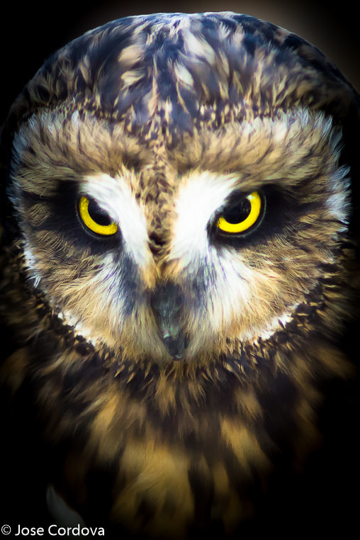 Minolta AF 70-210mm F4 Macro sample photo. Owl, piercing eyes photography