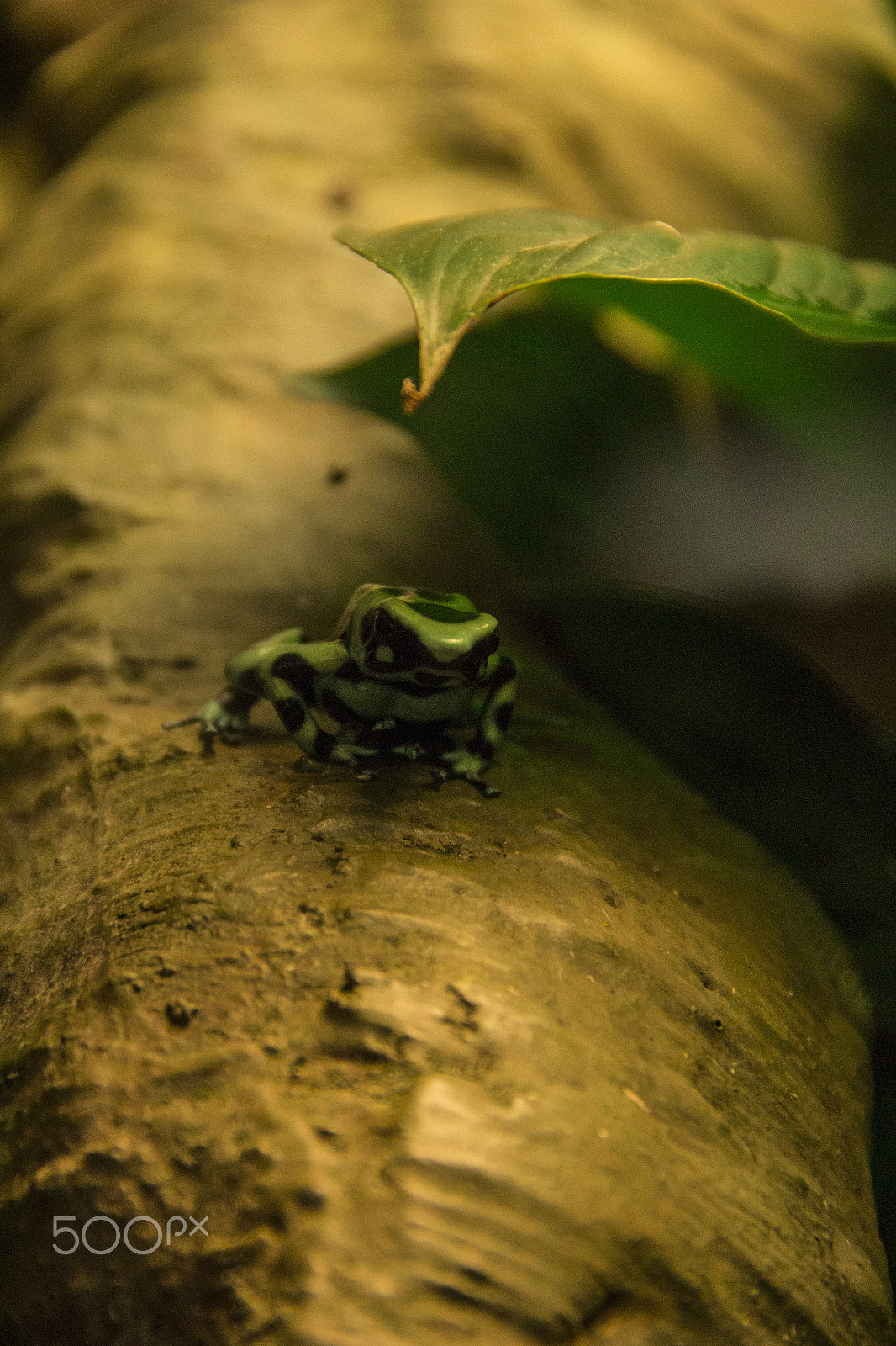 Canon EOS 100D (EOS Rebel SL1 / EOS Kiss X7) sample photo. Deadly little prince photography
