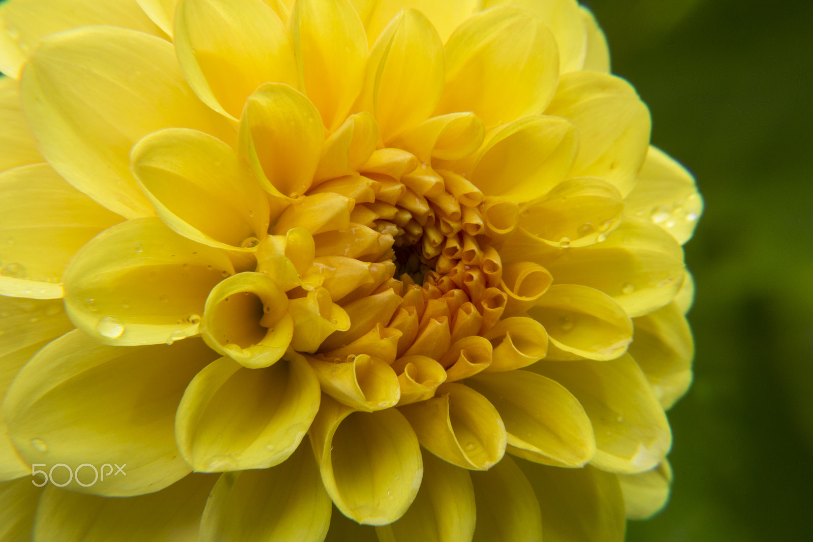 Canon EOS 100D (EOS Rebel SL1 / EOS Kiss X7) sample photo. Yellow flower photography