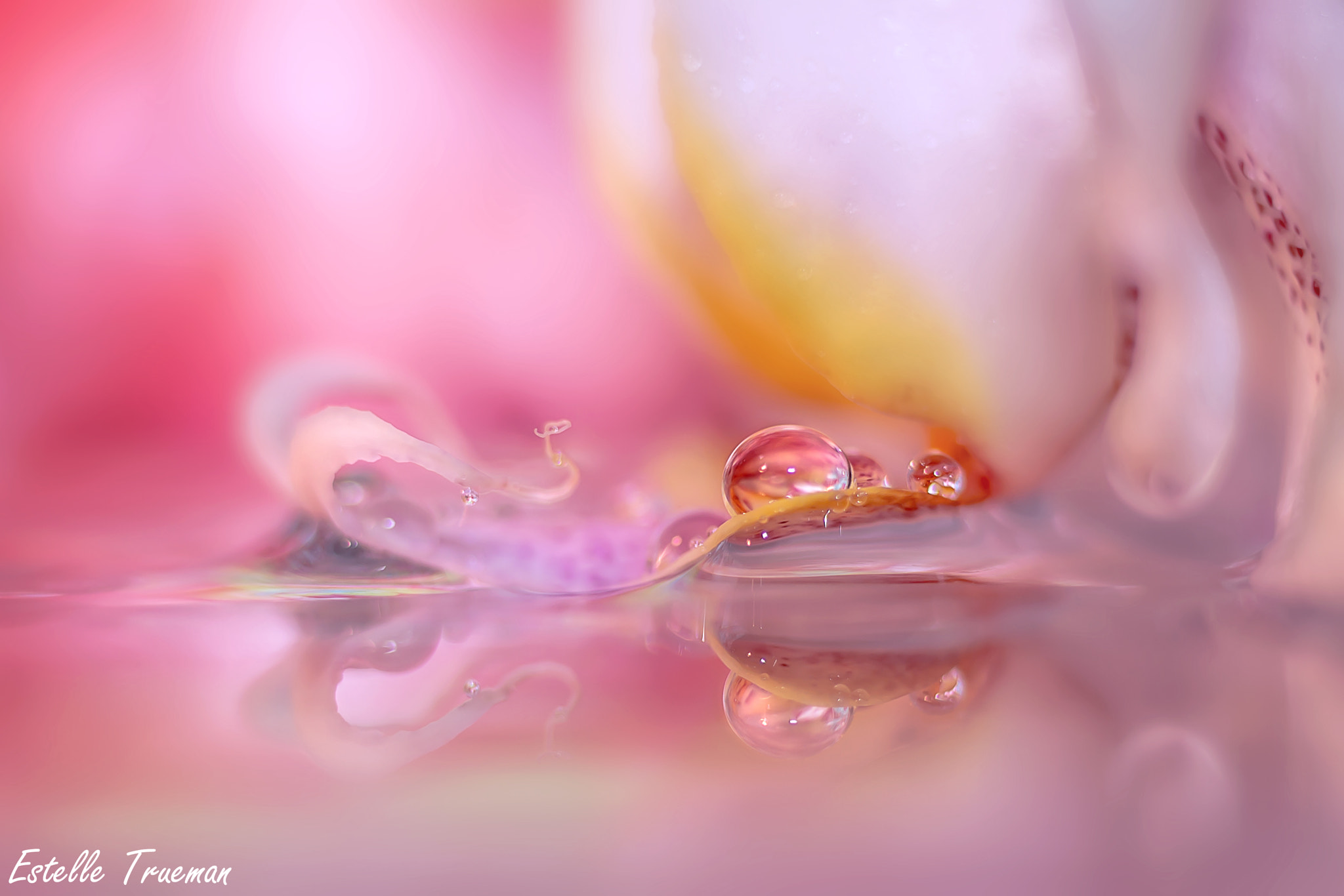 Tamron SP AF 90mm F2.8 Di Macro sample photo. Orchid photography