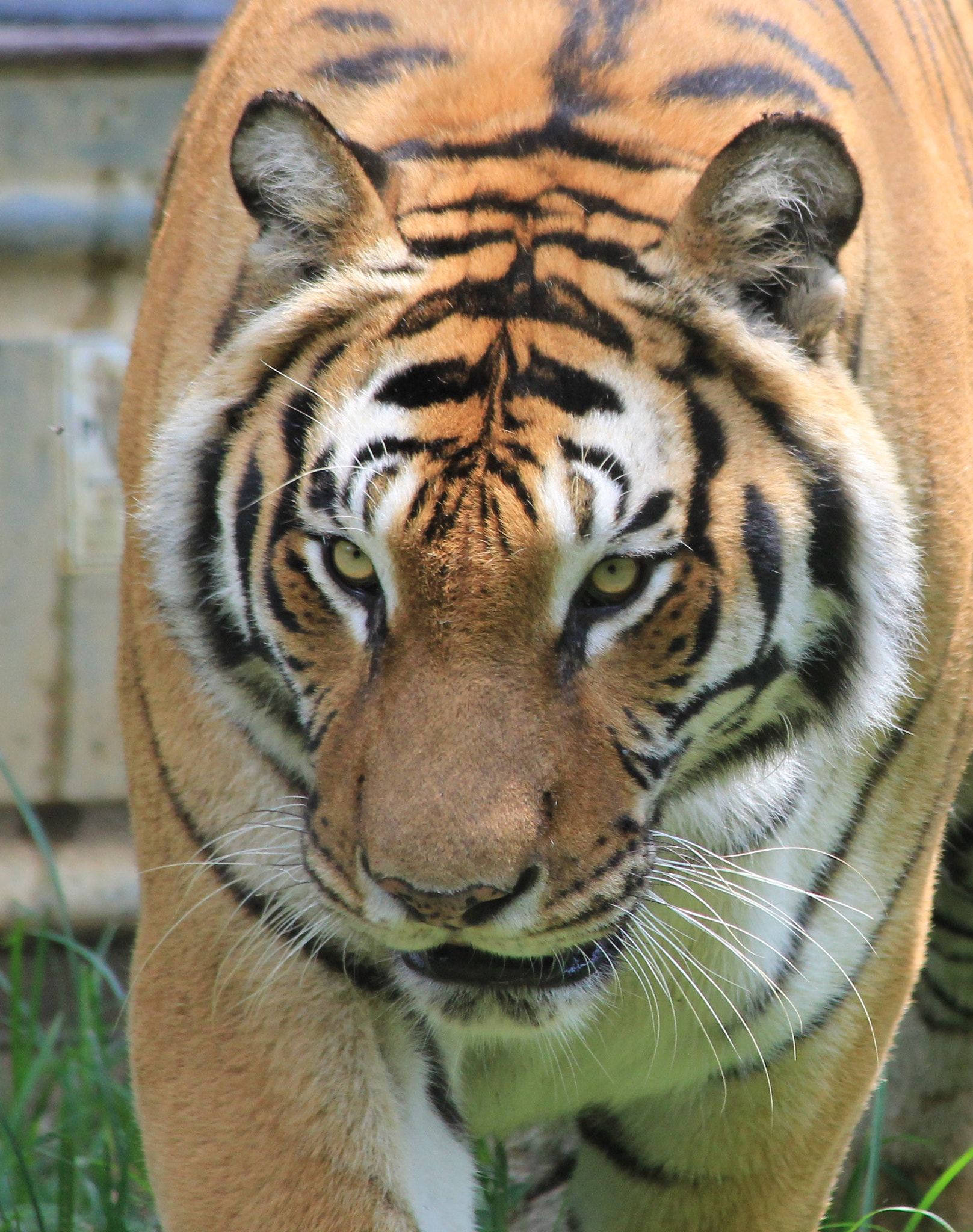 Canon EF 70-300mm F4-5.6 IS USM sample photo. Tiger photography