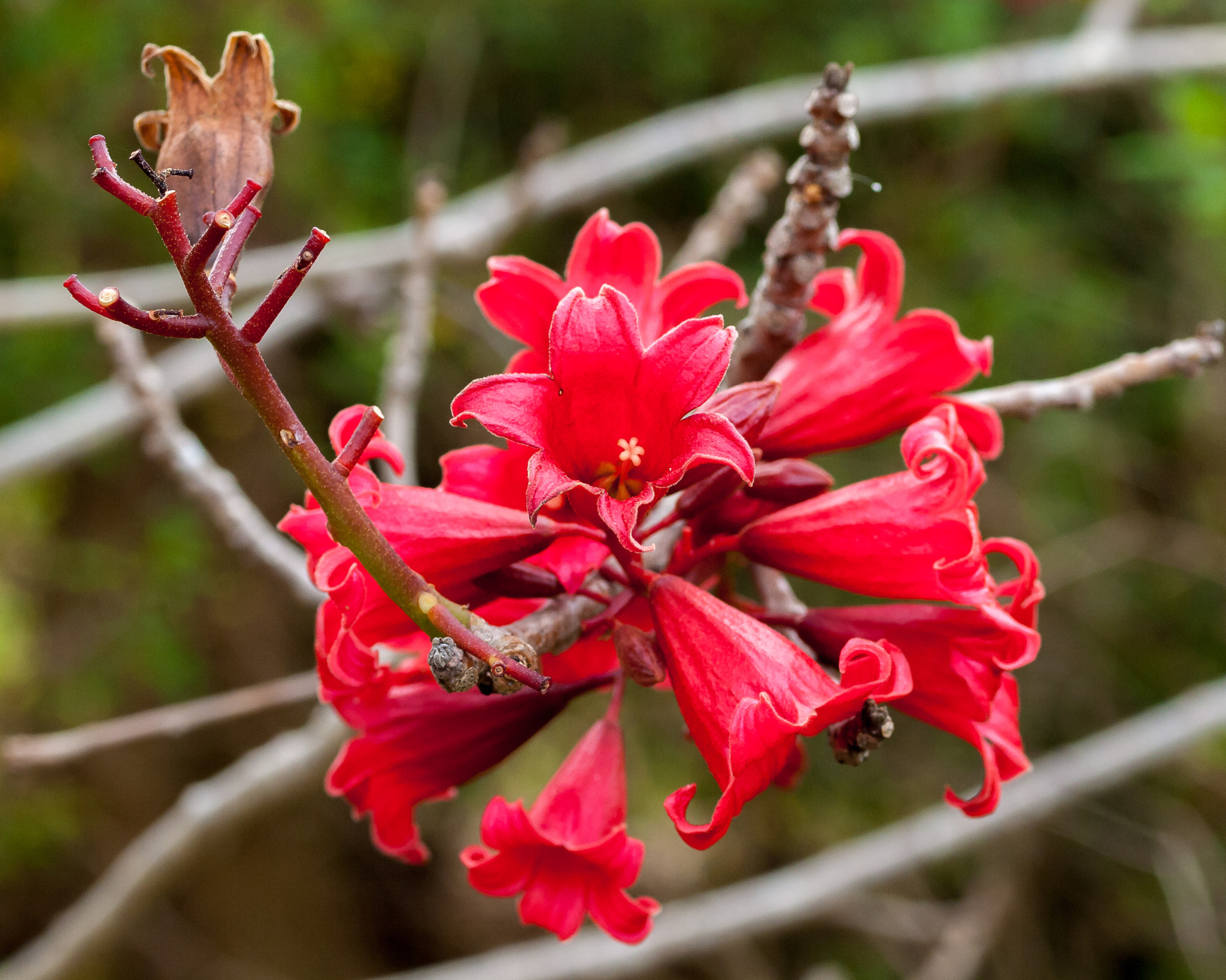 Olympus E-620 (EVOLT E-620) + OLYMPUS 50mm Lens sample photo. Garrad's nursery (brachychiton sp.) photography