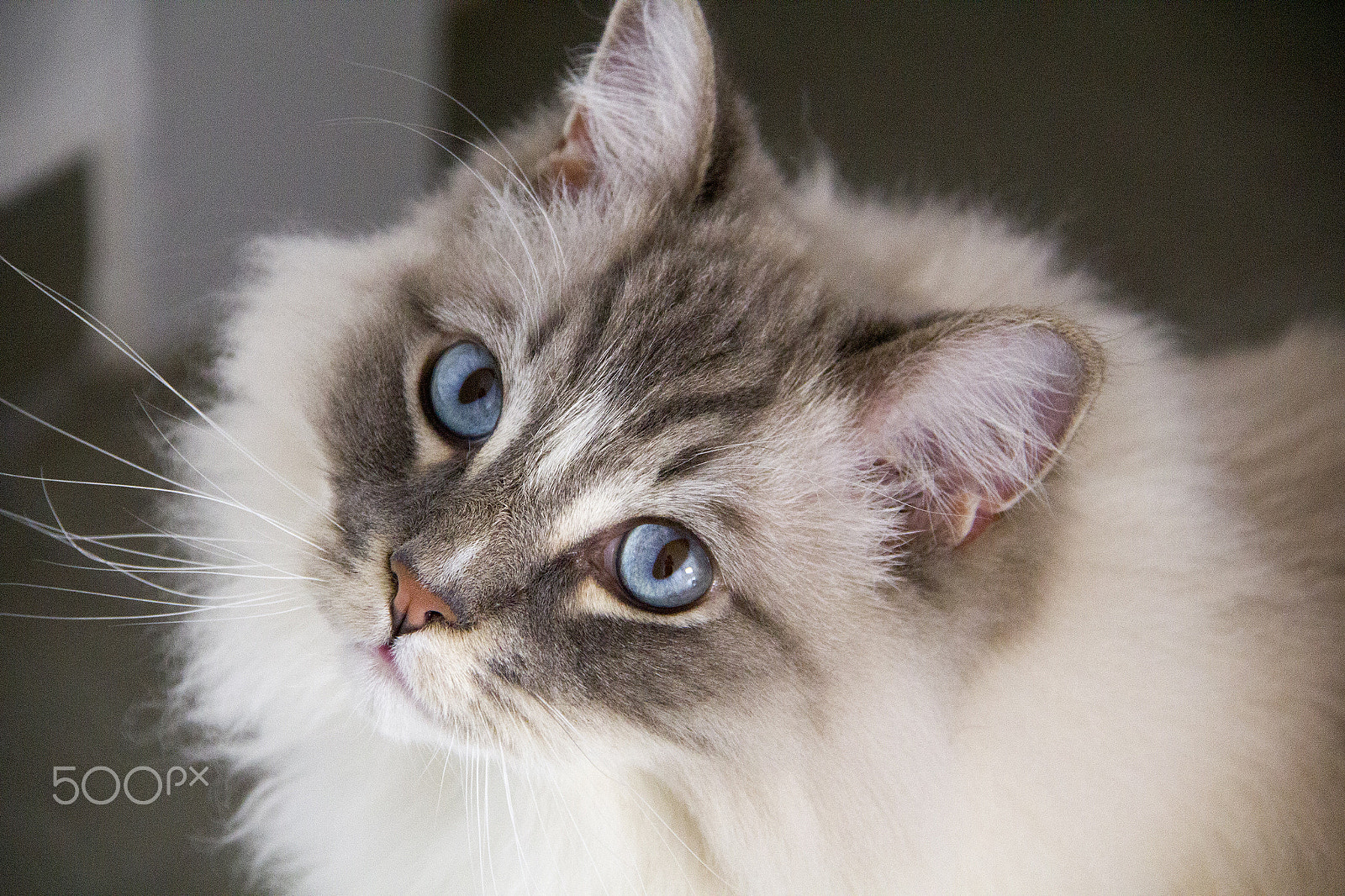 Canon EOS 550D (EOS Rebel T2i / EOS Kiss X4) + Canon EF-S 18-200mm F3.5-5.6 IS sample photo. Ragdoll cat with blue eye closeup photography