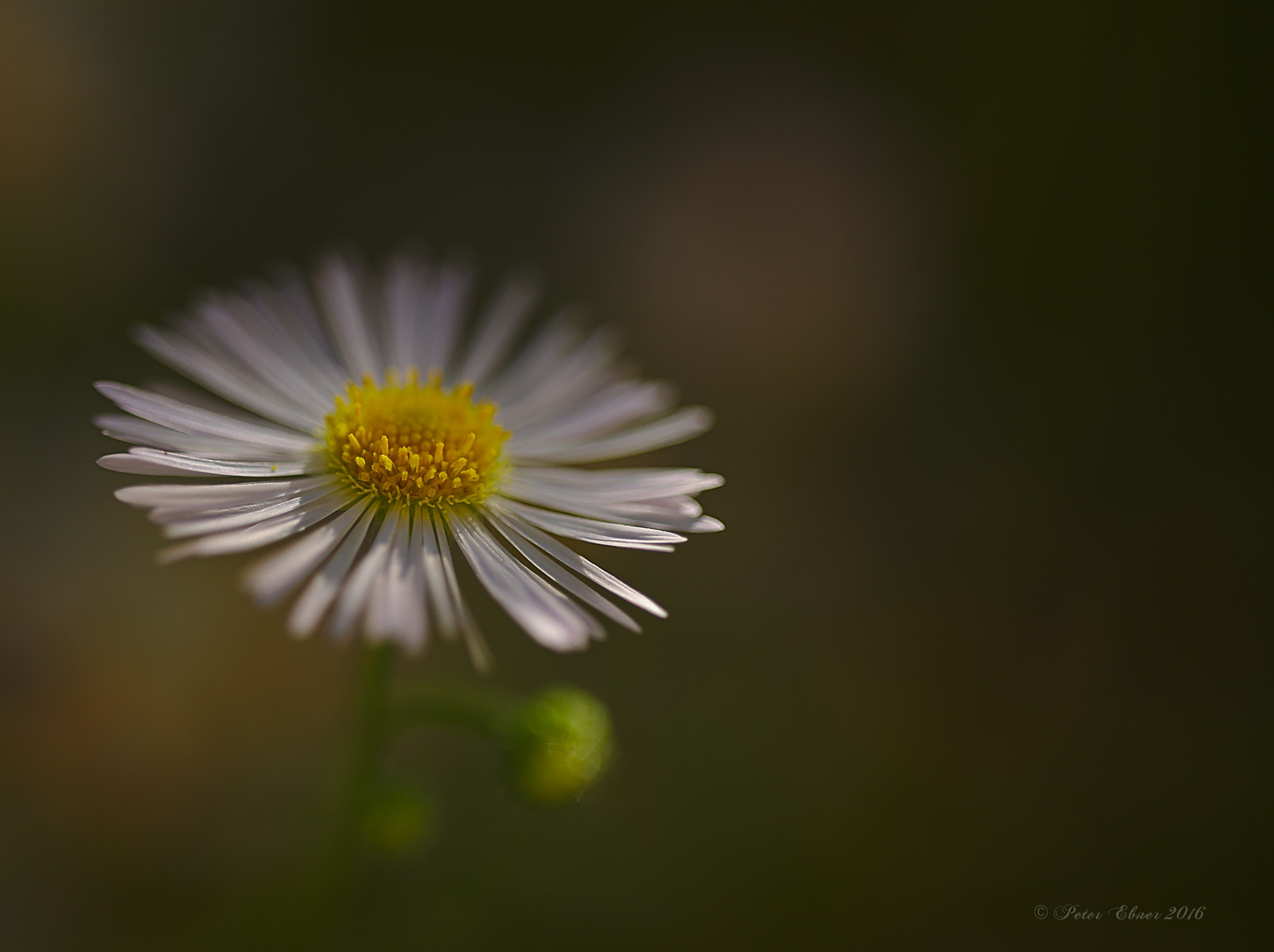 Sigma 150mm F2.8 EX DG OS Macro HSM sample photo. She loves me, she loves me not .... photography