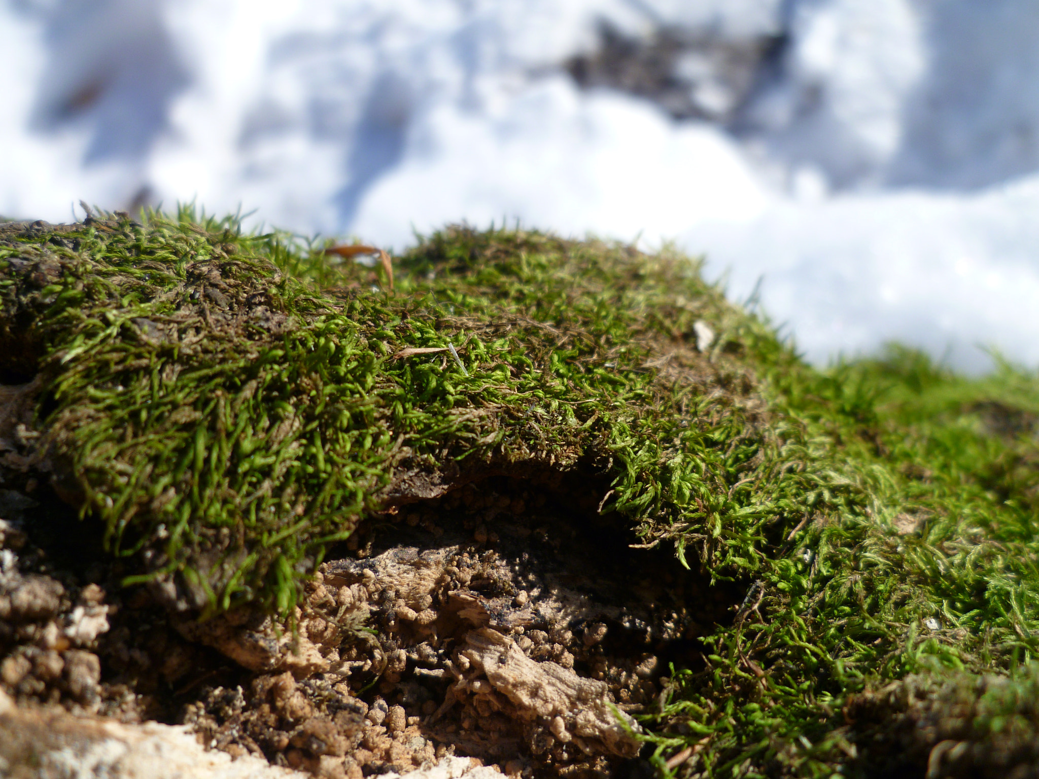 Panasonic DMC-FS10 sample photo. Mech, sníh a písek --- moss, snow an sand photography