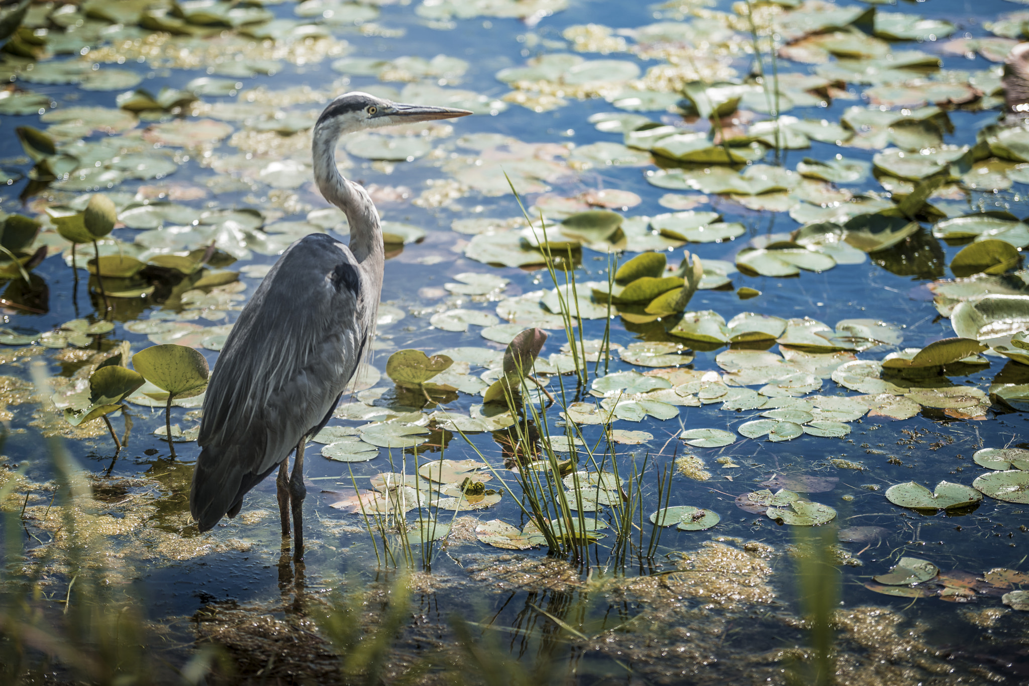 Nikon D5500 + Sigma 50-100mm F1.8 DC HSM Art sample photo. Sentinelle photography